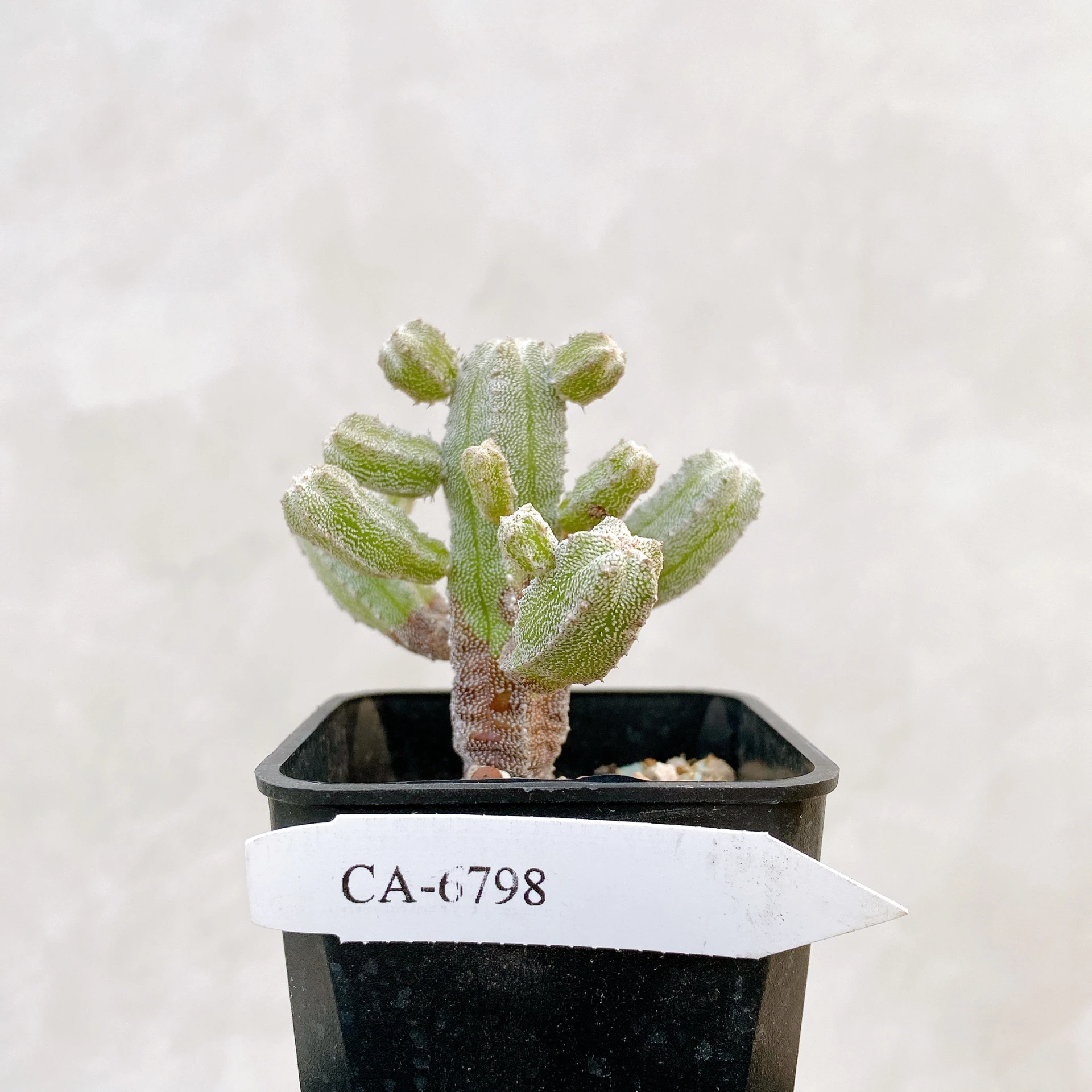恩塚鸞鳳玉石化 Astrophytum myriostigma ‘Onzuka’ f. monstrose CA-6798