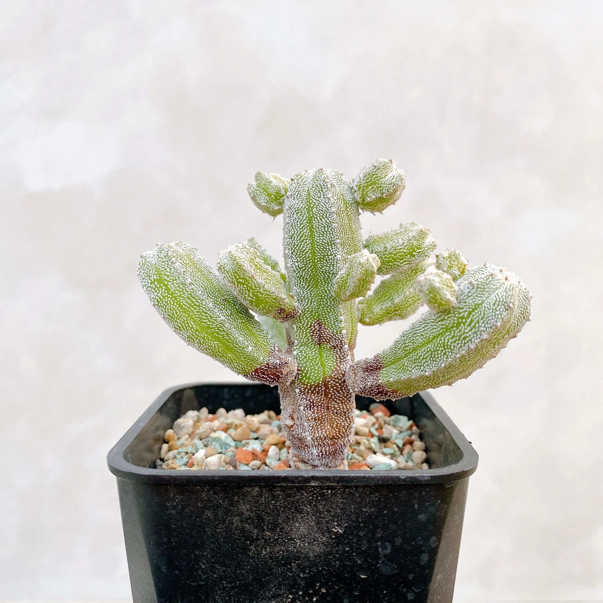 恩塚鸞鳳玉石化 Astrophytum myriostigma ‘Onzuka’ f. monstrose CA-6798