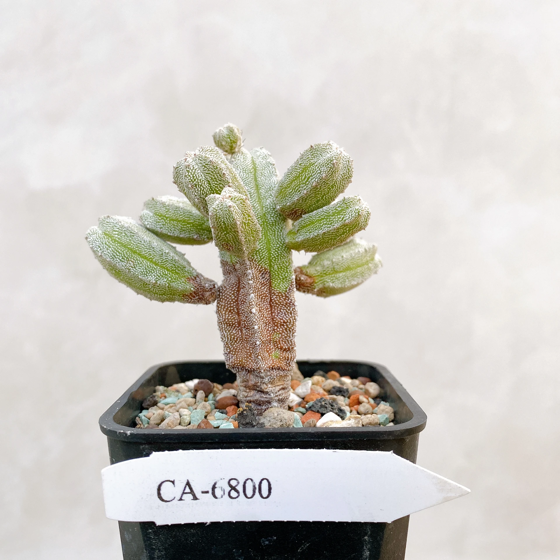 恩塚鸞鳳玉石化 Astrophytum myriostigma ‘Onzuka’ f. monstrose CA-6800