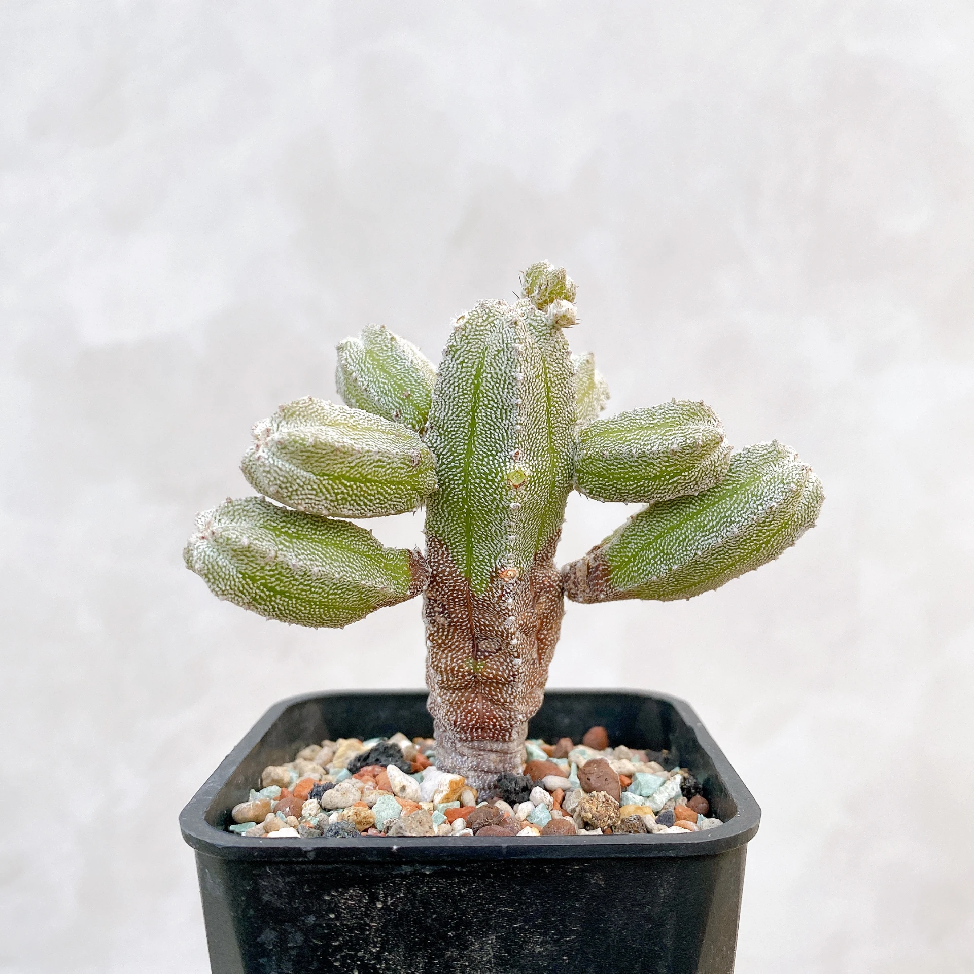 恩塚鸞鳳玉石化 Astrophytum myriostigma ‘Onzuka’ f. monstrose CA-6800