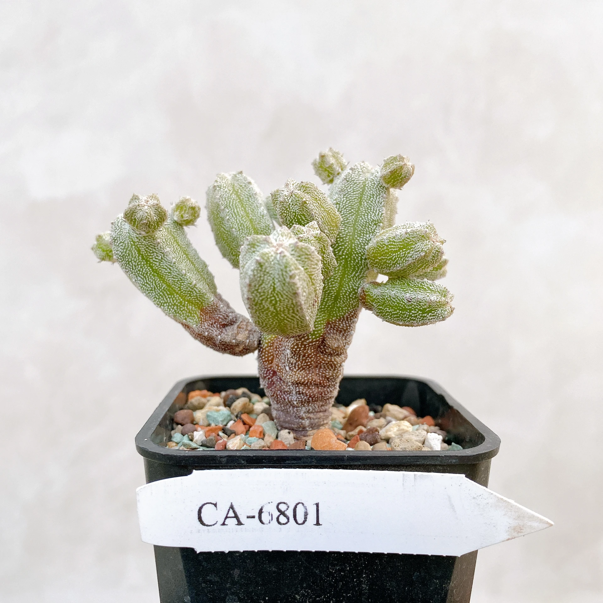 恩塚鸞鳳玉石化 Astrophytum myriostigma ‘Onzuka’ f. monstrose CA-6801