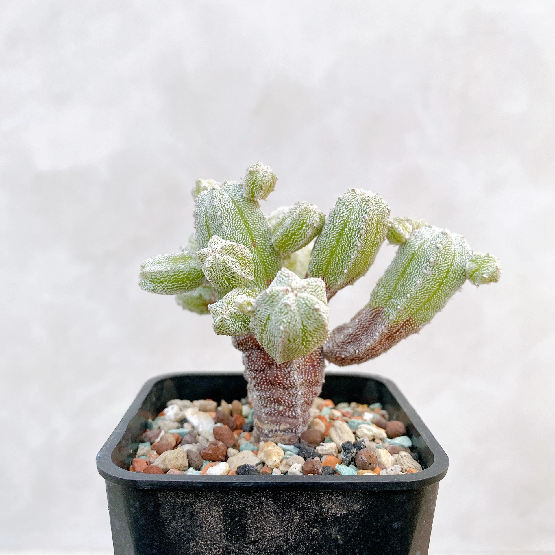 恩塚鸞鳳玉石化 Astrophytum myriostigma ‘Onzuka’ f. monstrose CA-6801