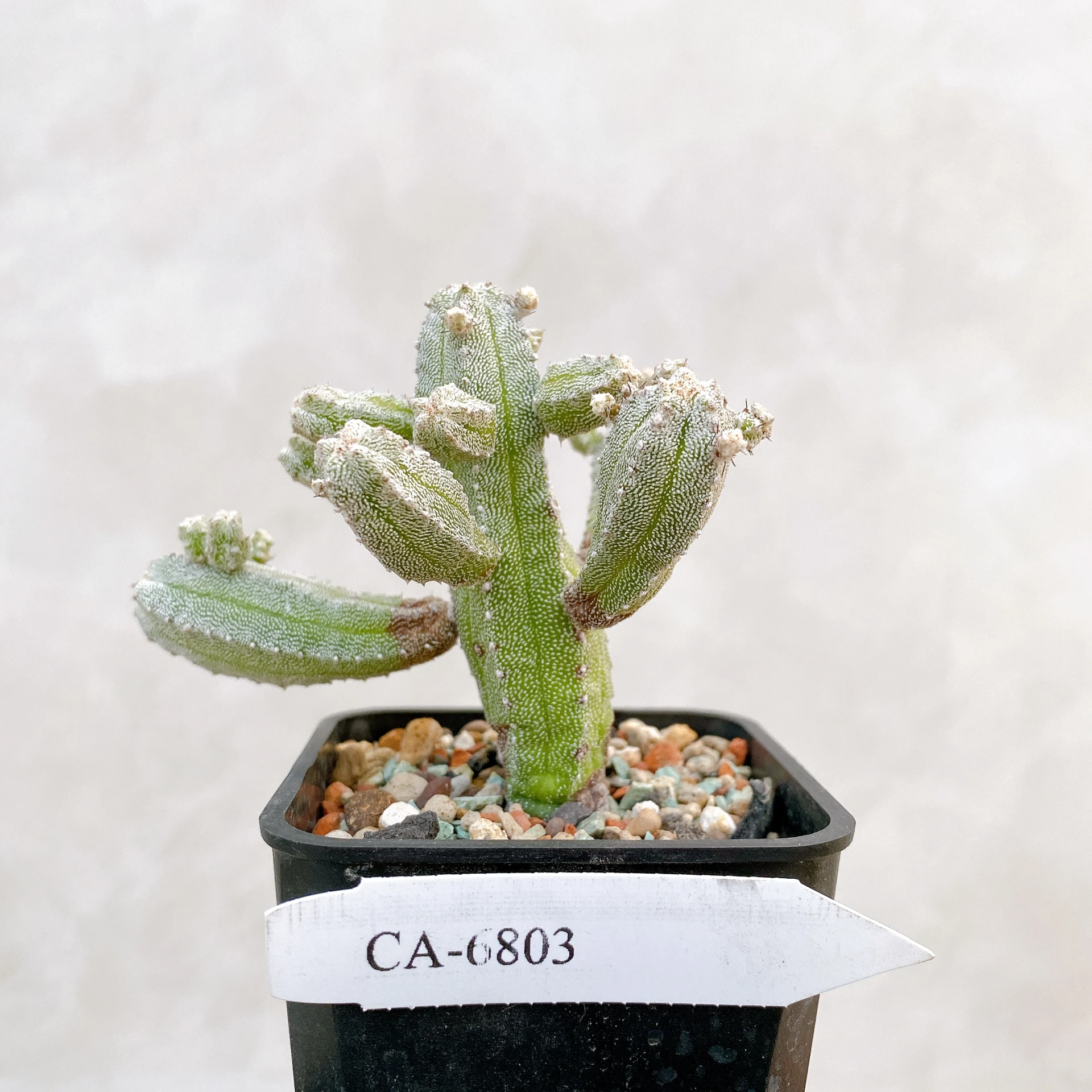 恩塚鸞鳳玉石化 Astrophytum myriostigma ‘Onzuka’ f. monstrose CA-6803