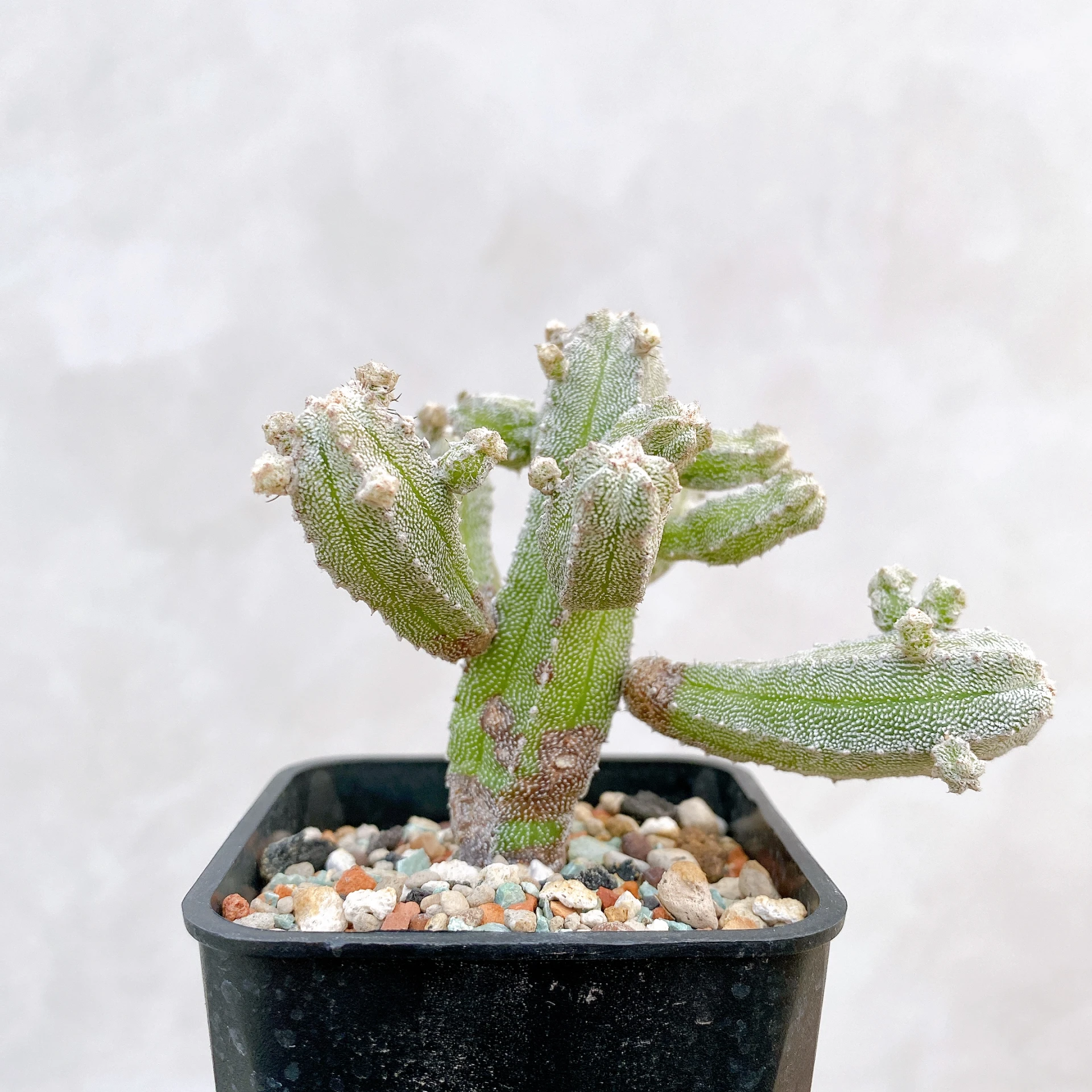 恩塚鸞鳳玉石化 Astrophytum myriostigma ‘Onzuka’ f. monstrose CA-6803