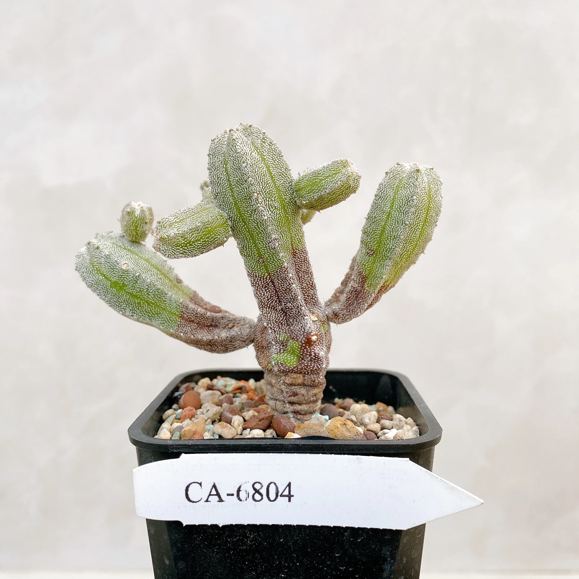 恩塚鸞鳳玉石化 Astrophytum myriostigma ‘Onzuka’ f. monstrose CA-6804