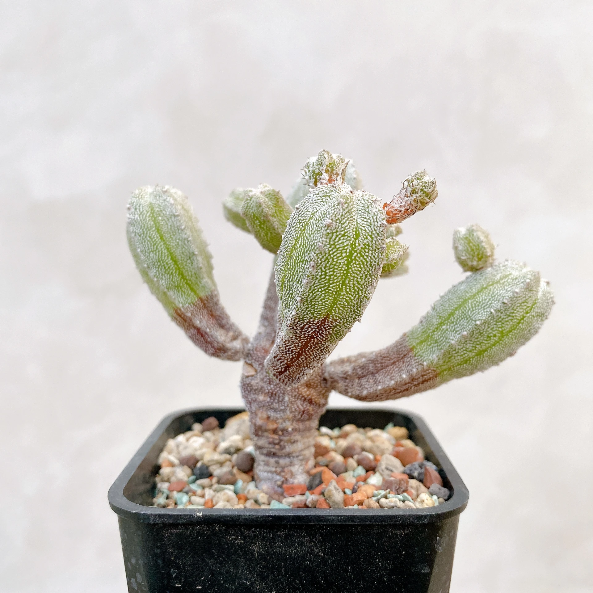 恩塚鸞鳳玉石化 Astrophytum myriostigma ‘Onzuka’ f. monstrose CA-6804