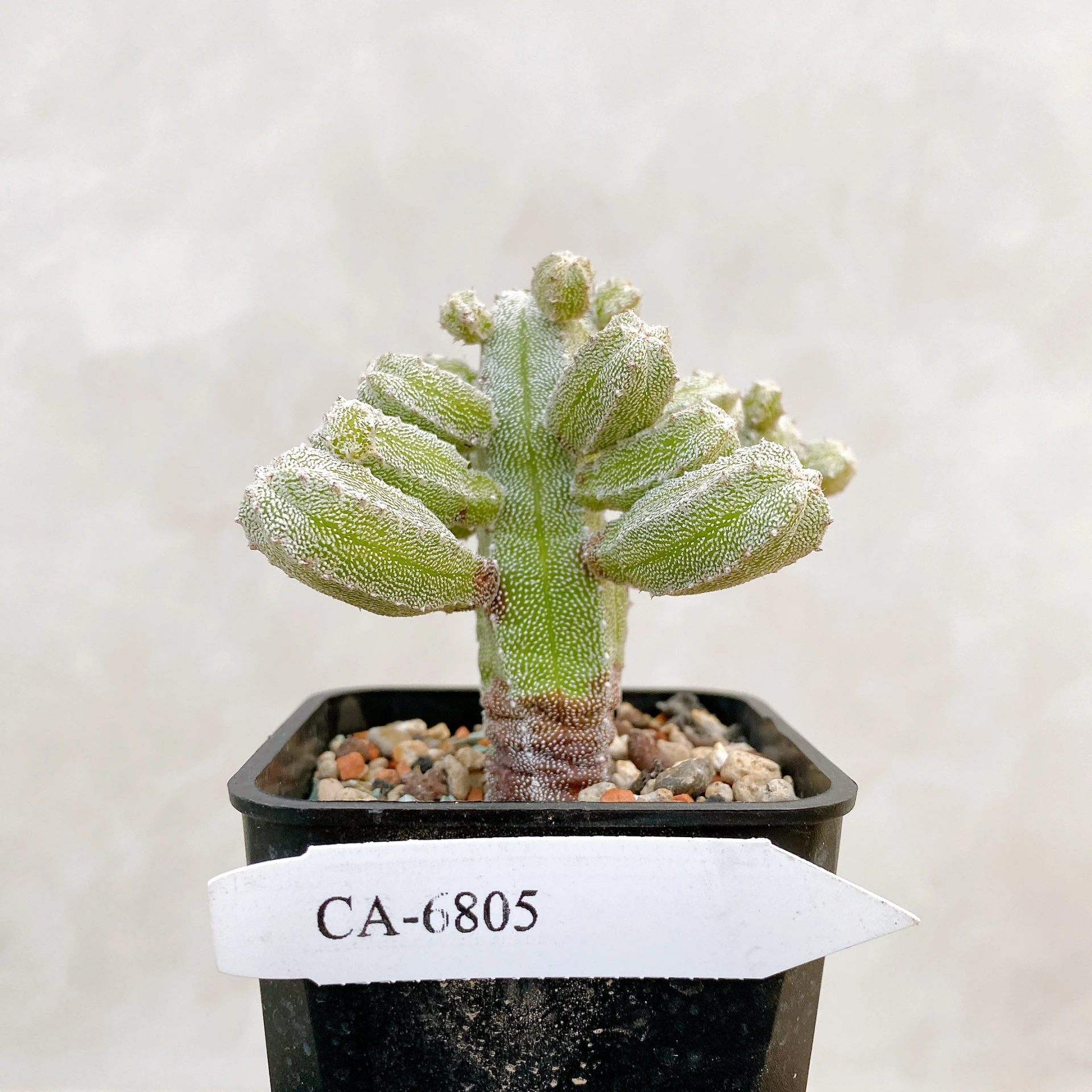 恩塚鸞鳳玉石化 Astrophytum myriostigma ‘Onzuka’ f. monstrose CA-6805