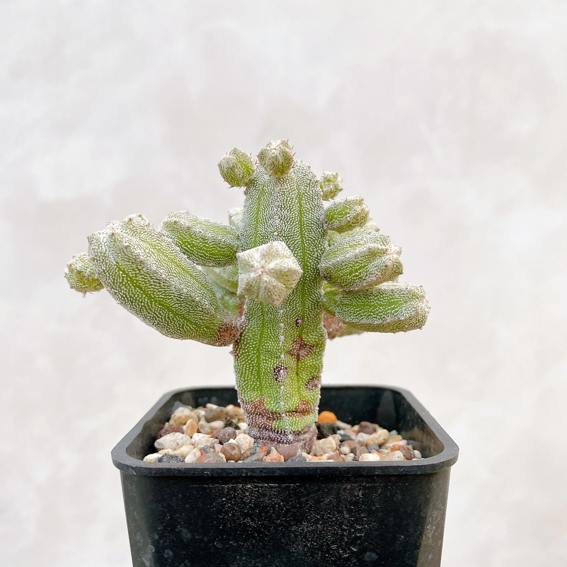 恩塚鸞鳳玉石化 Astrophytum myriostigma ‘Onzuka’ f. monstrose CA-6805