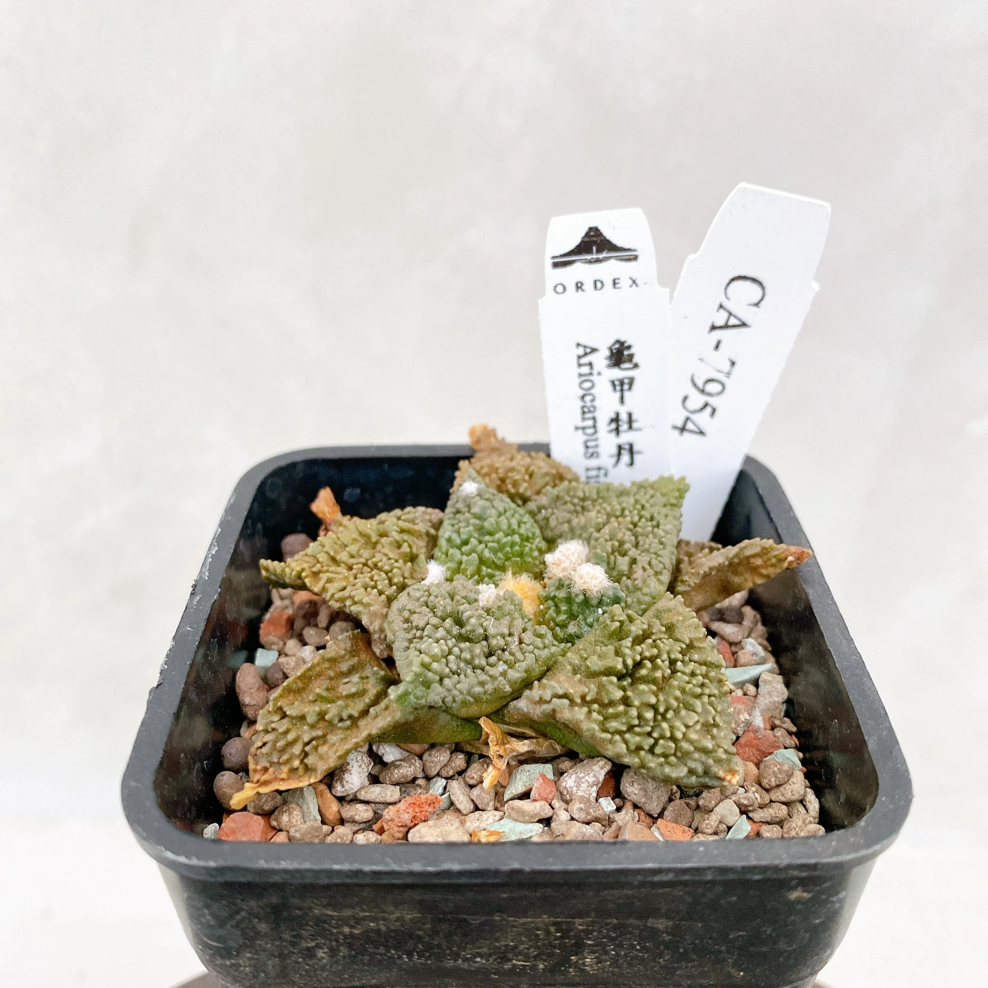 龜甲牡丹 Ariocarpus fissuratus CA-7954