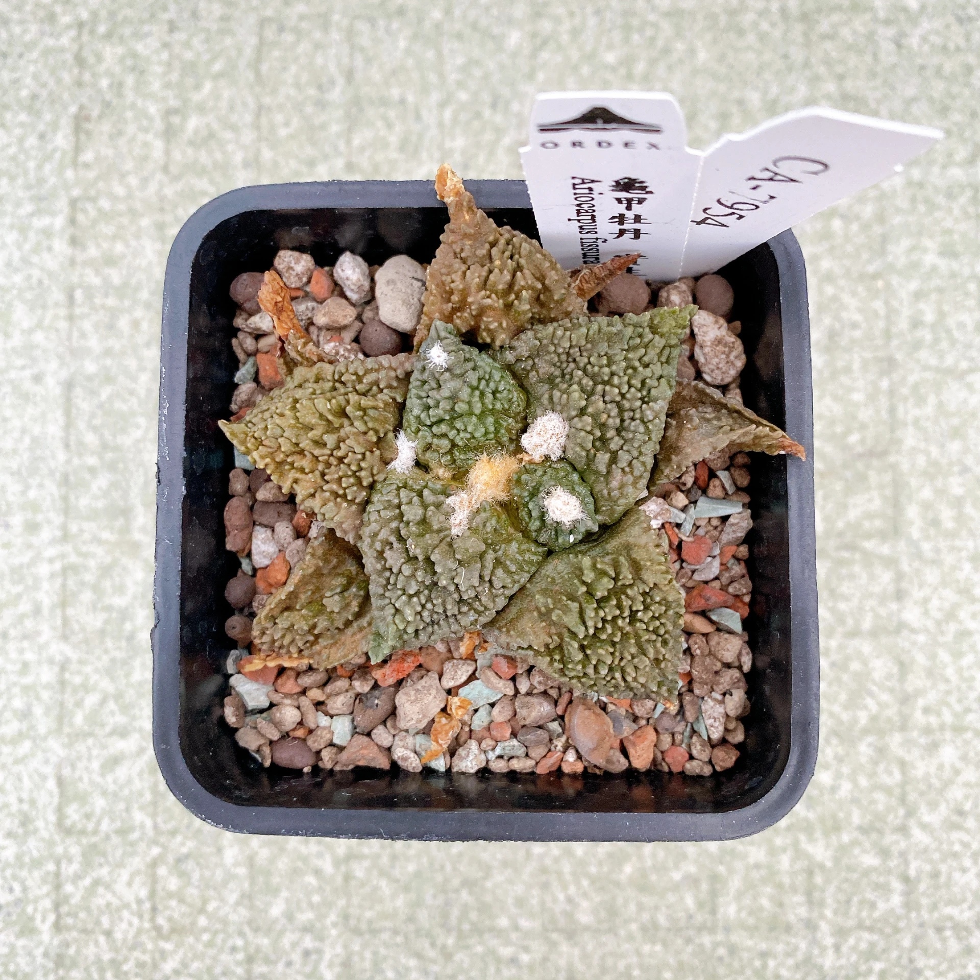 龜甲牡丹 Ariocarpus fissuratus CA-7954