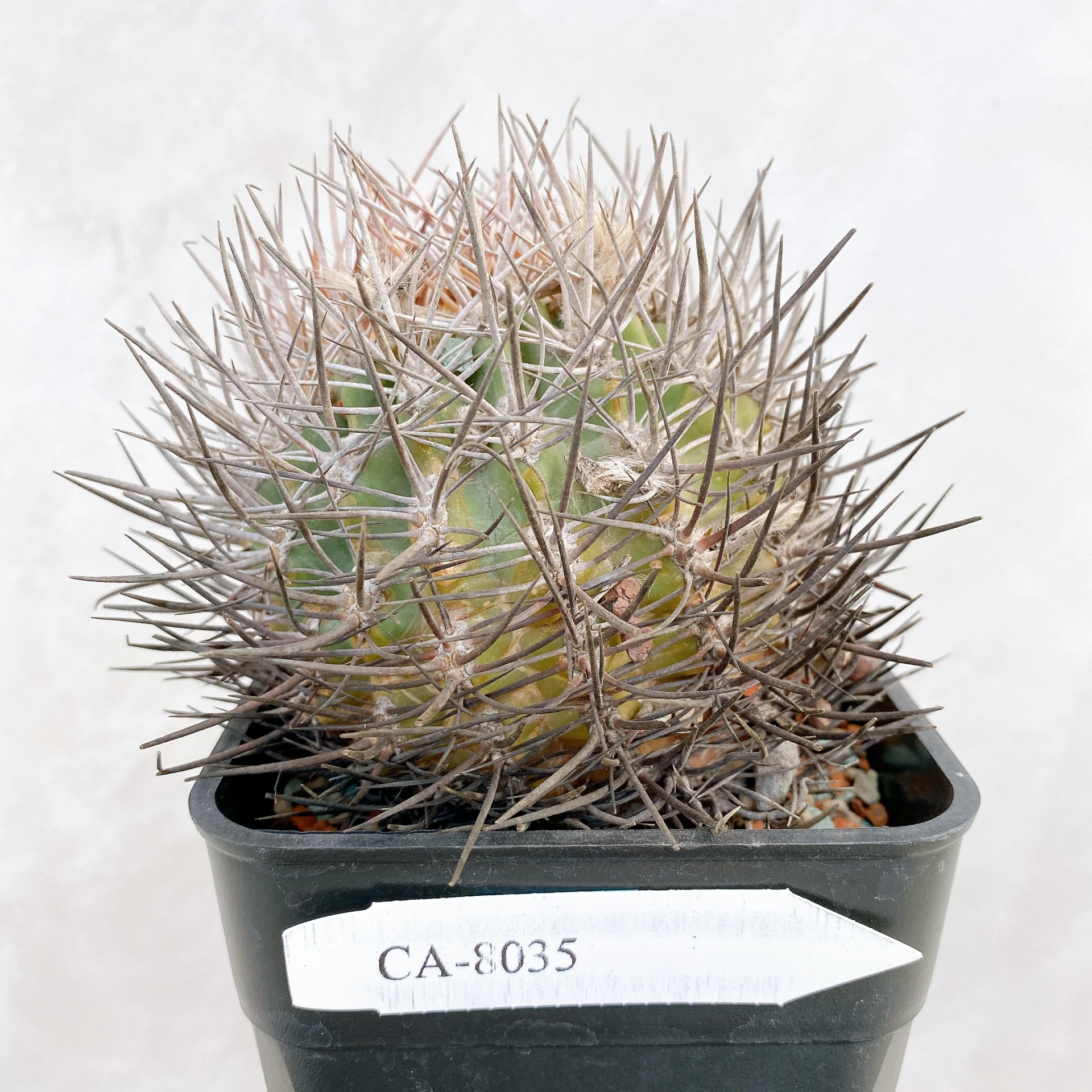 逆豹丸Eriosyce bulbocalyx CA-8035 ORDEX 原生