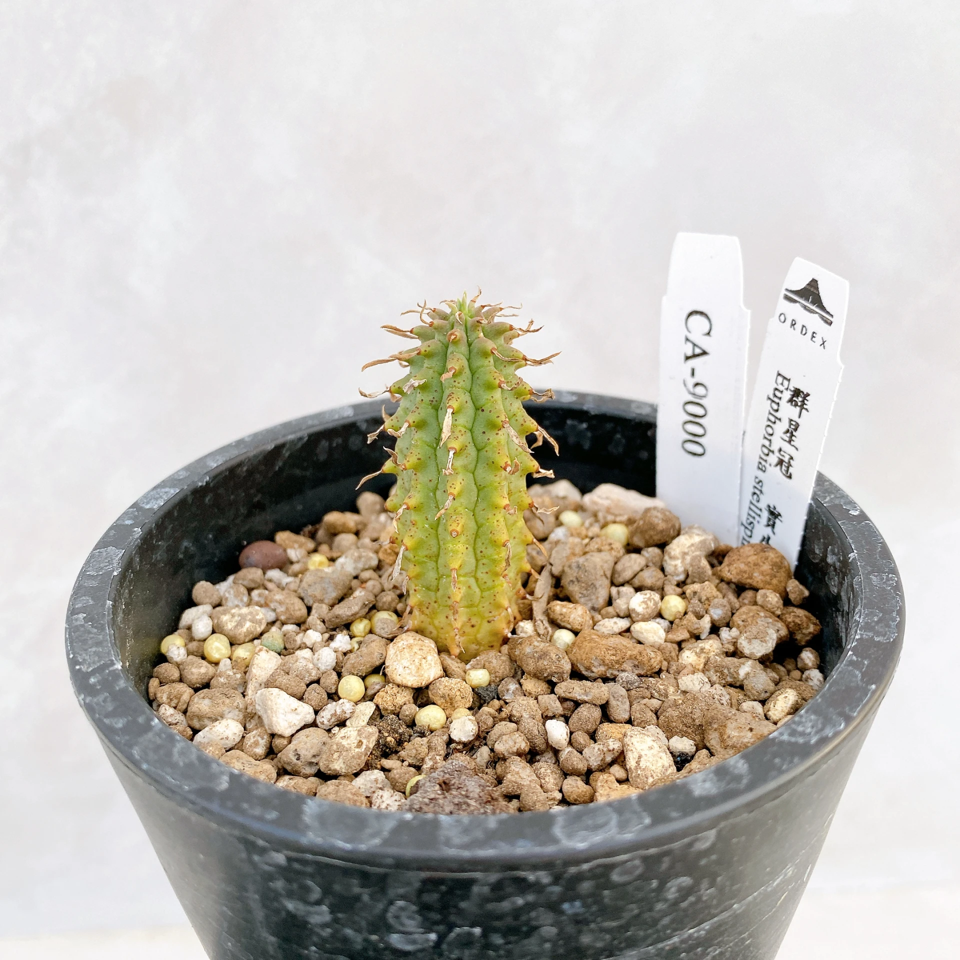群星冠Euphorbia stellispina CA-9000 ORDEX 原生
