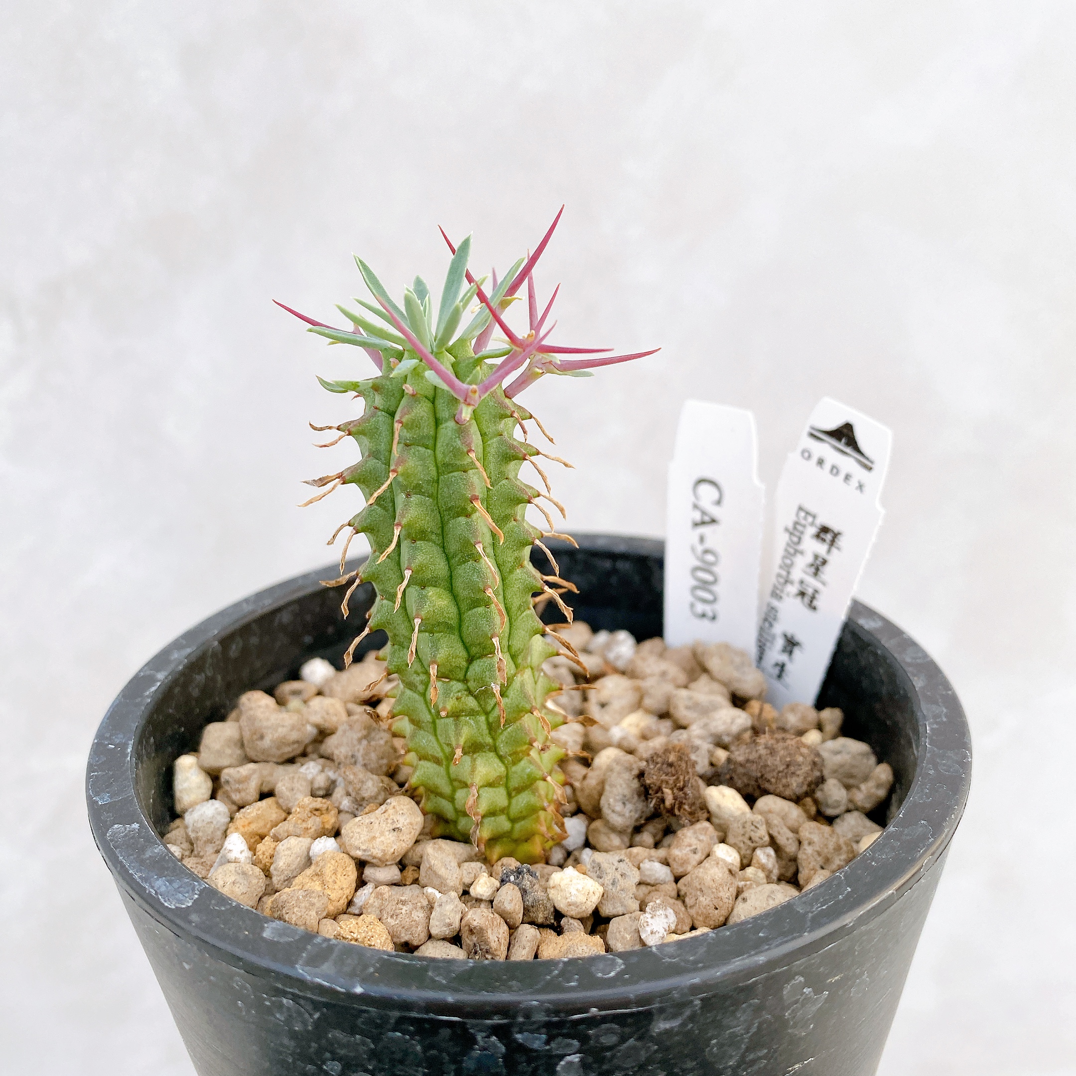 群星冠Euphorbia stellispina CA-9003 ORDEX 原生