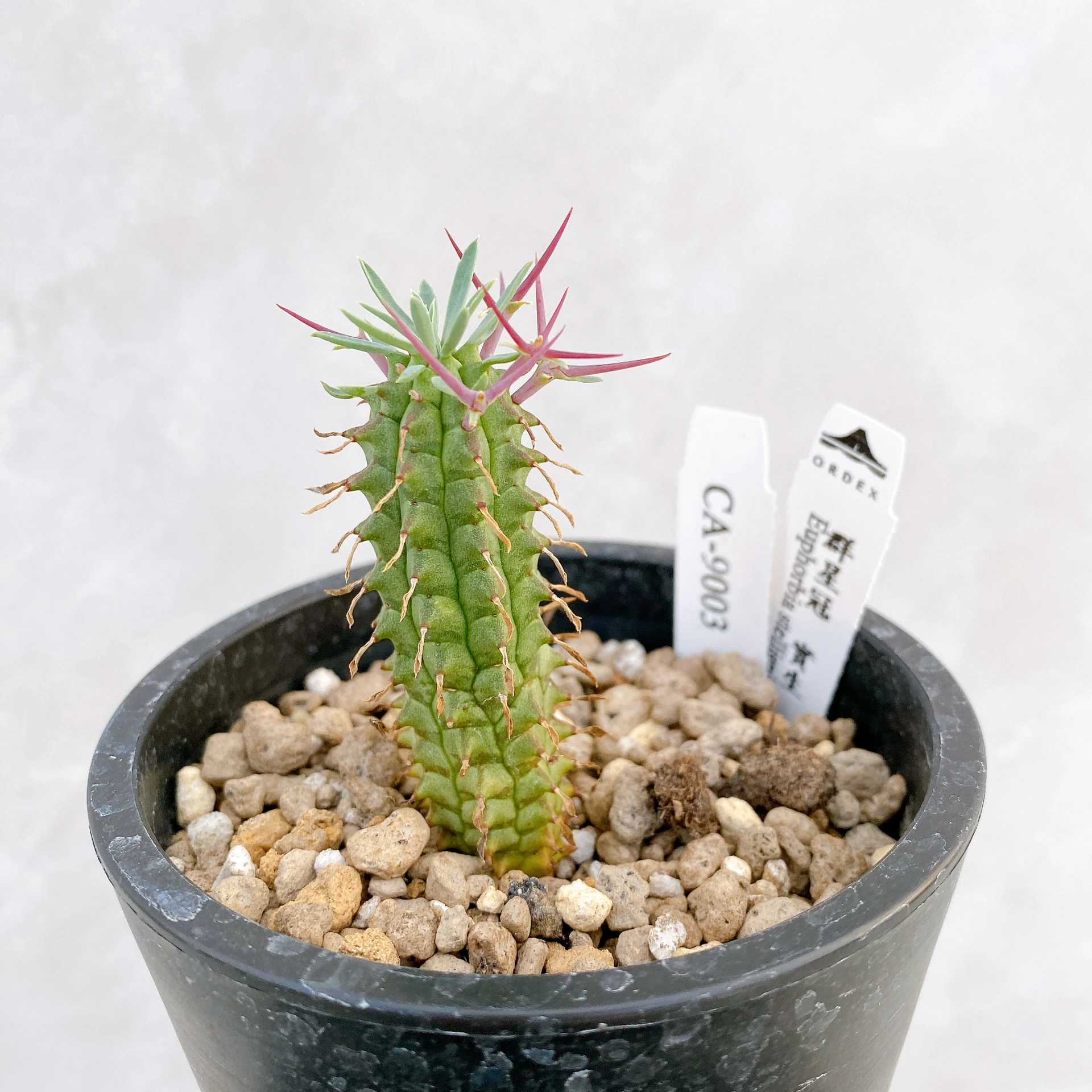 群星冠Euphorbia stellispina CA-9003 ORDEX 原生