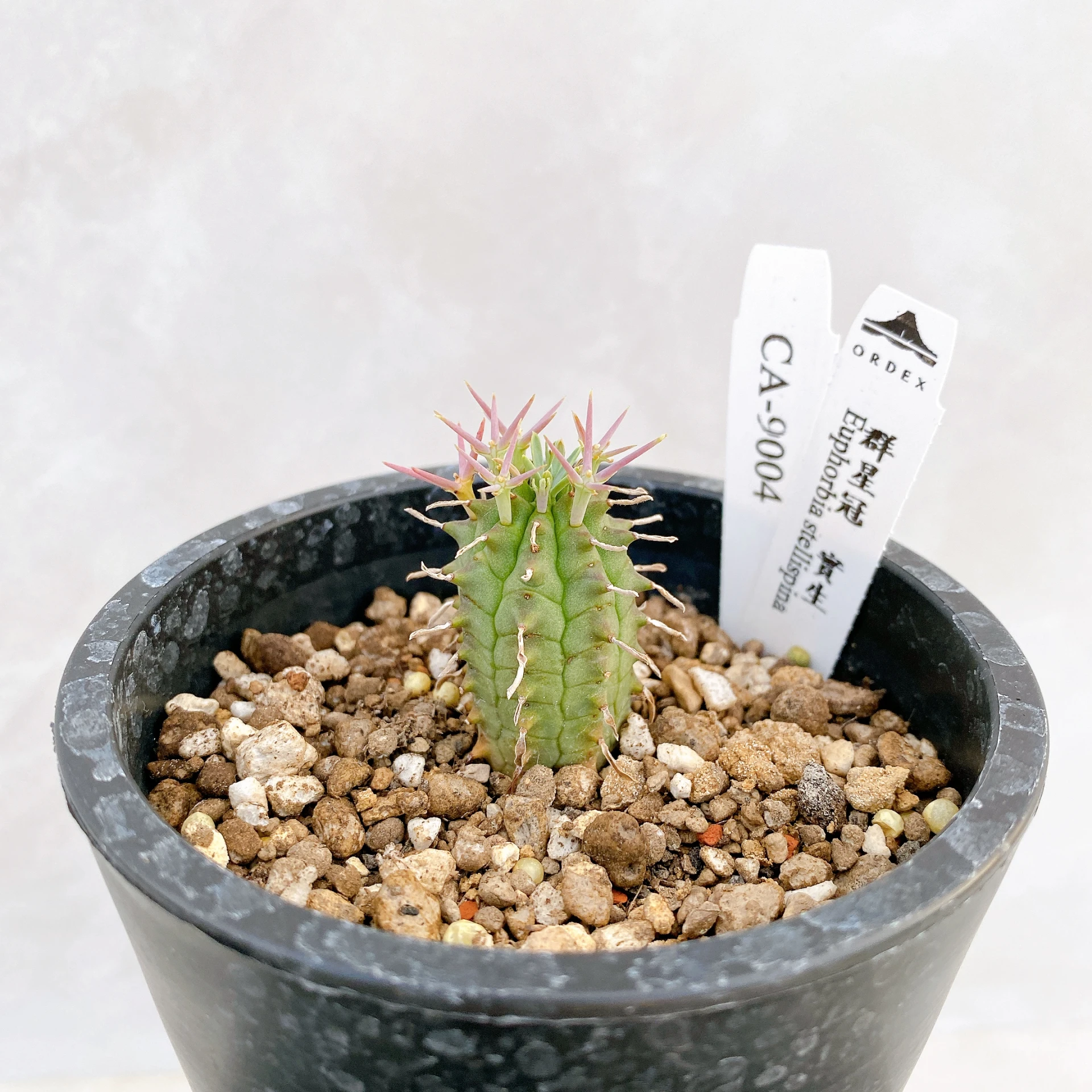 群星冠 Euphorbia stellispina CA-9004