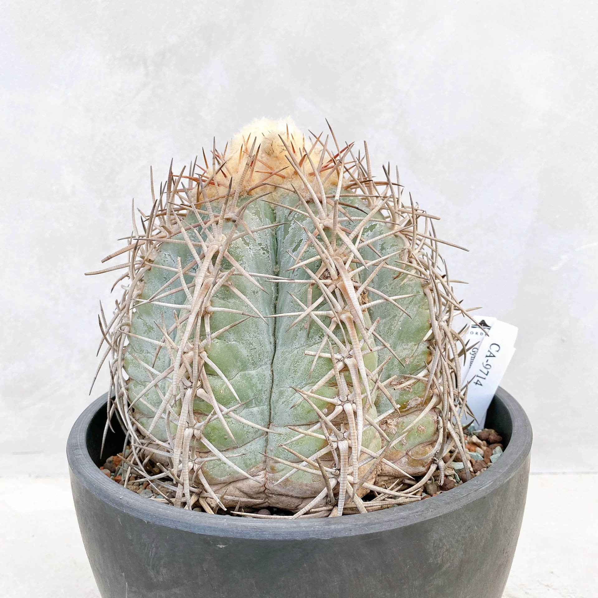 天平丸 Gymnocalycium spegazzinii CA-9714