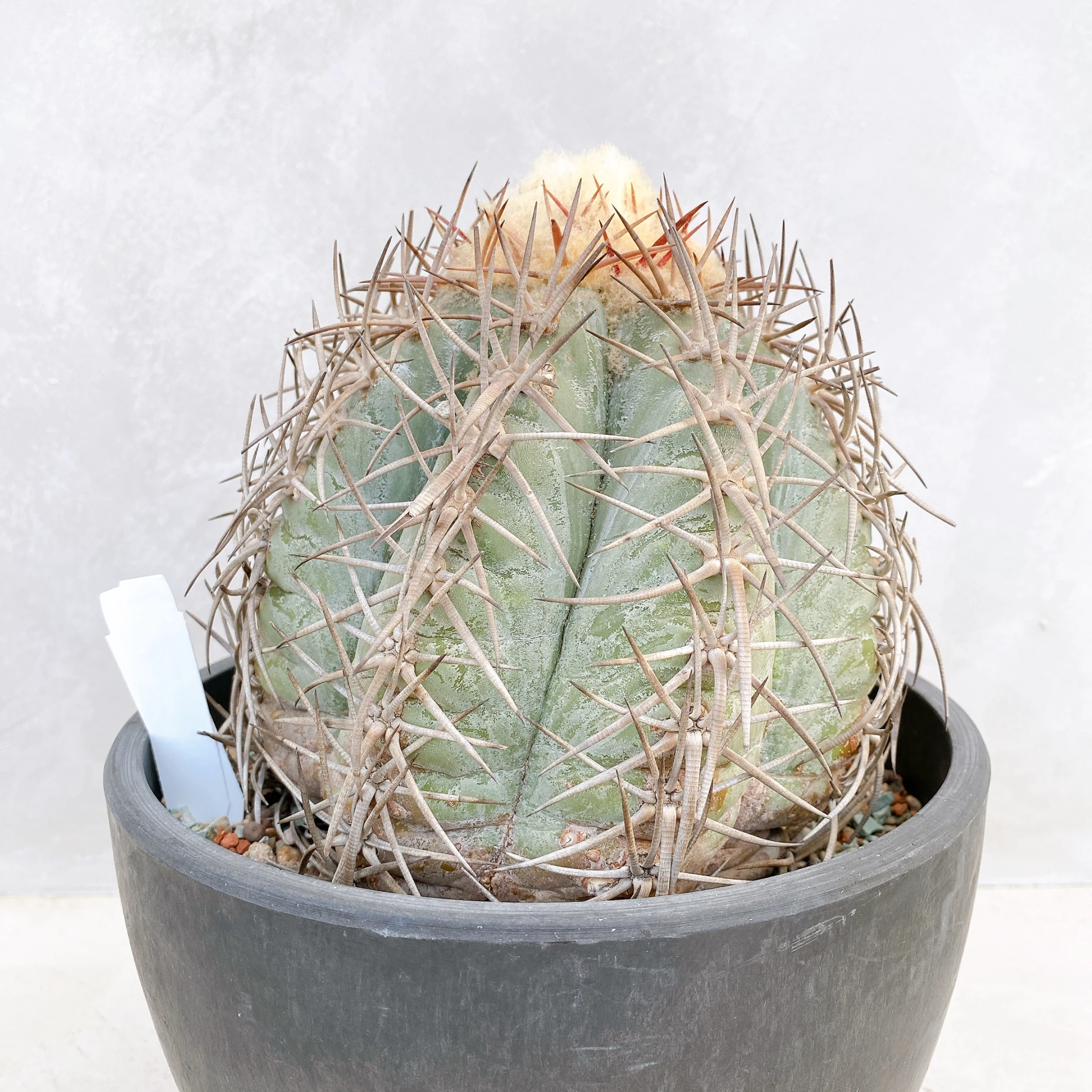 天平丸 Gymnocalycium spegazzinii CA-9714