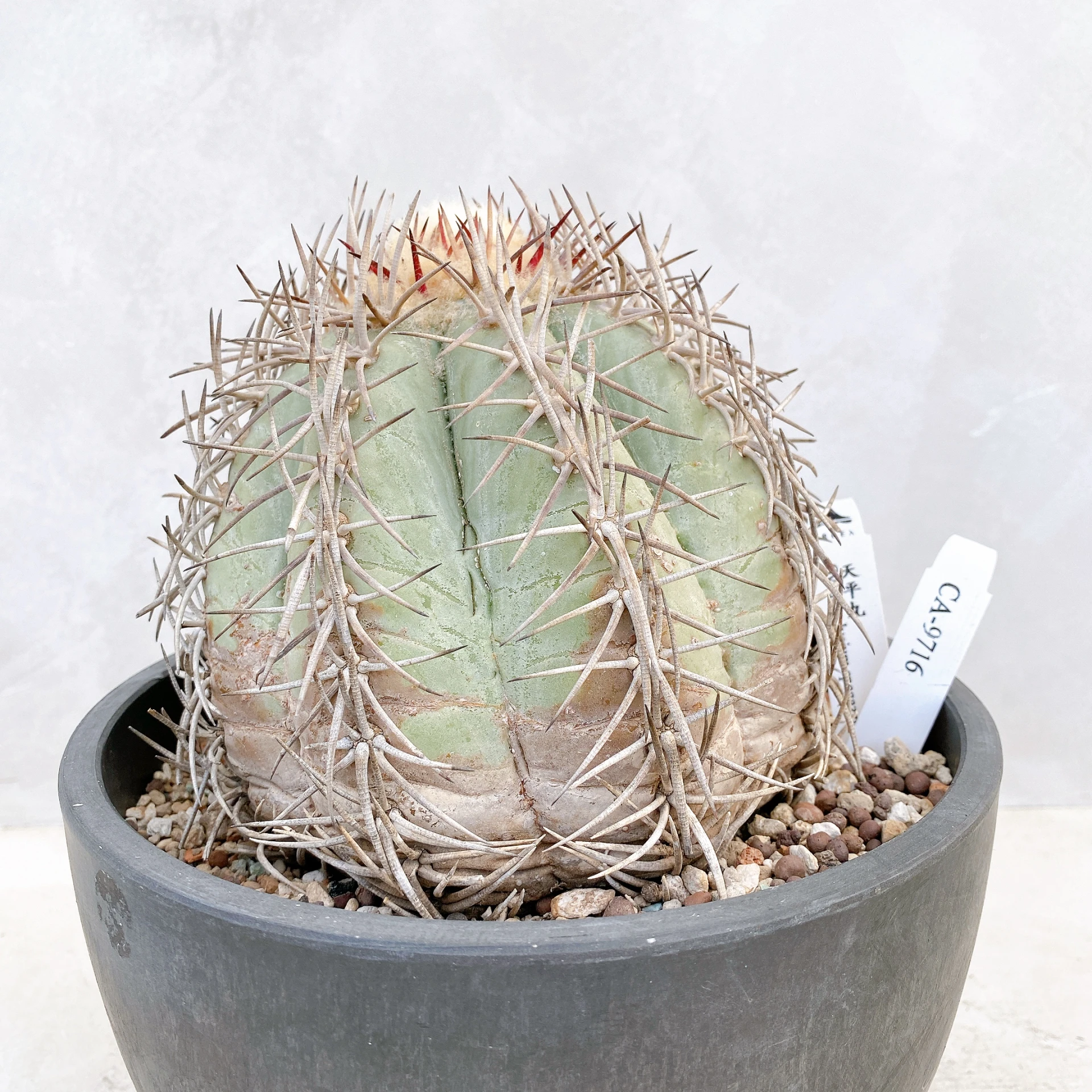 天平丸Gymnocalycium spegazzinii CA-9716 ORDEX 原生
