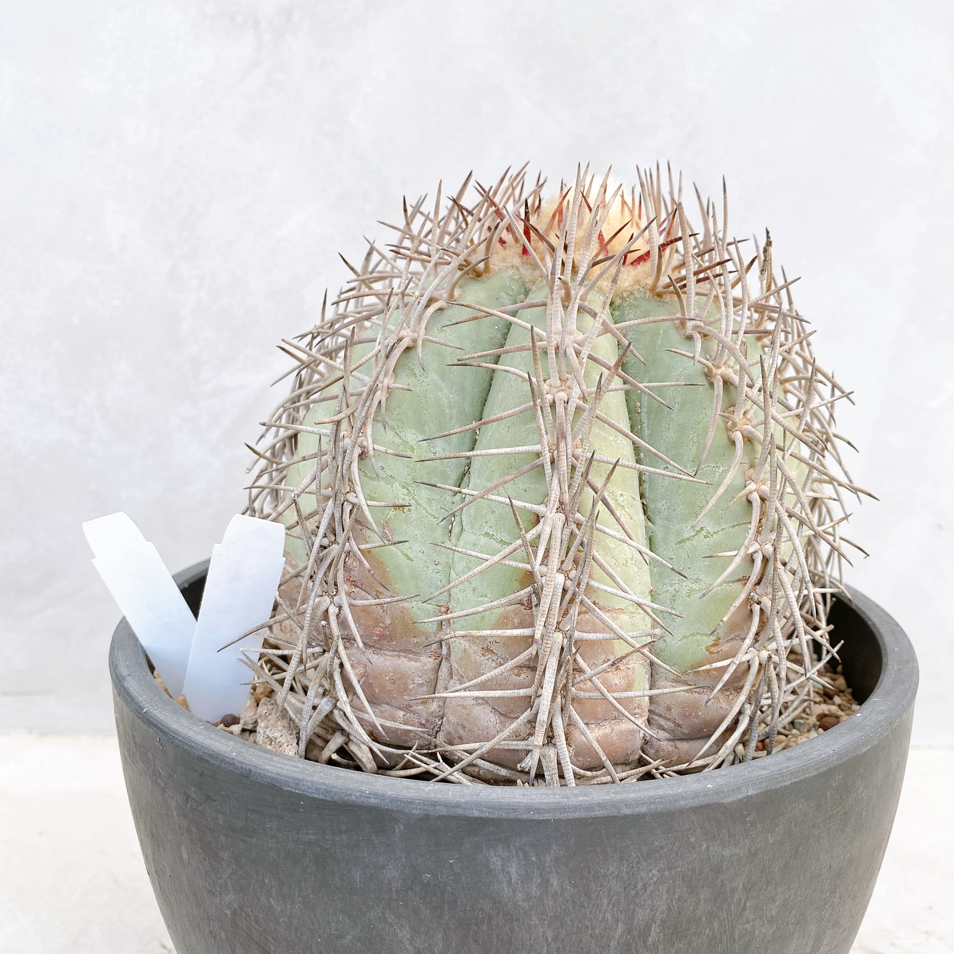 天平丸 Gymnocalycium spegazzinii CA-9716