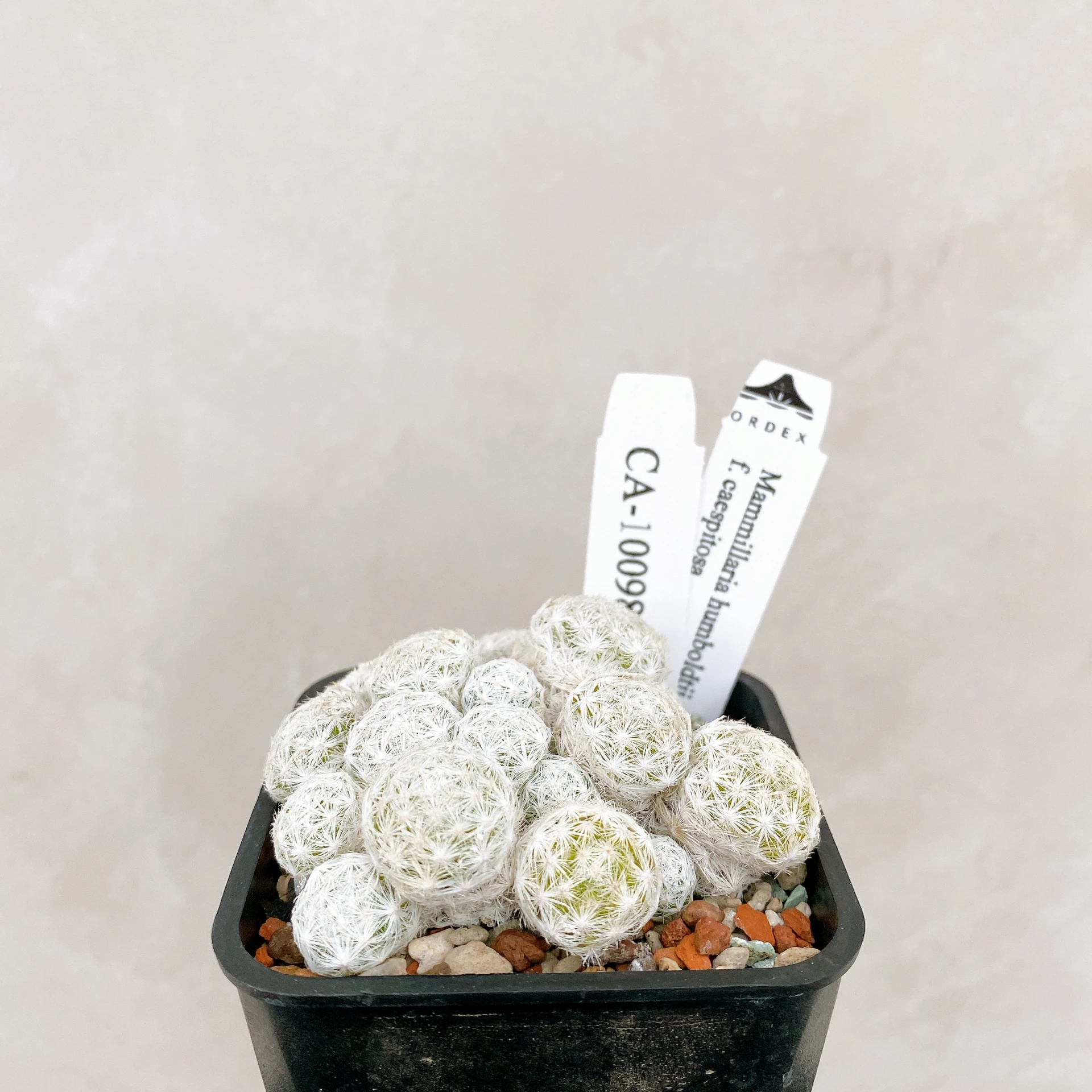 姬春星群生 Mammillaria humboldtii f. caespitosa CA-10098