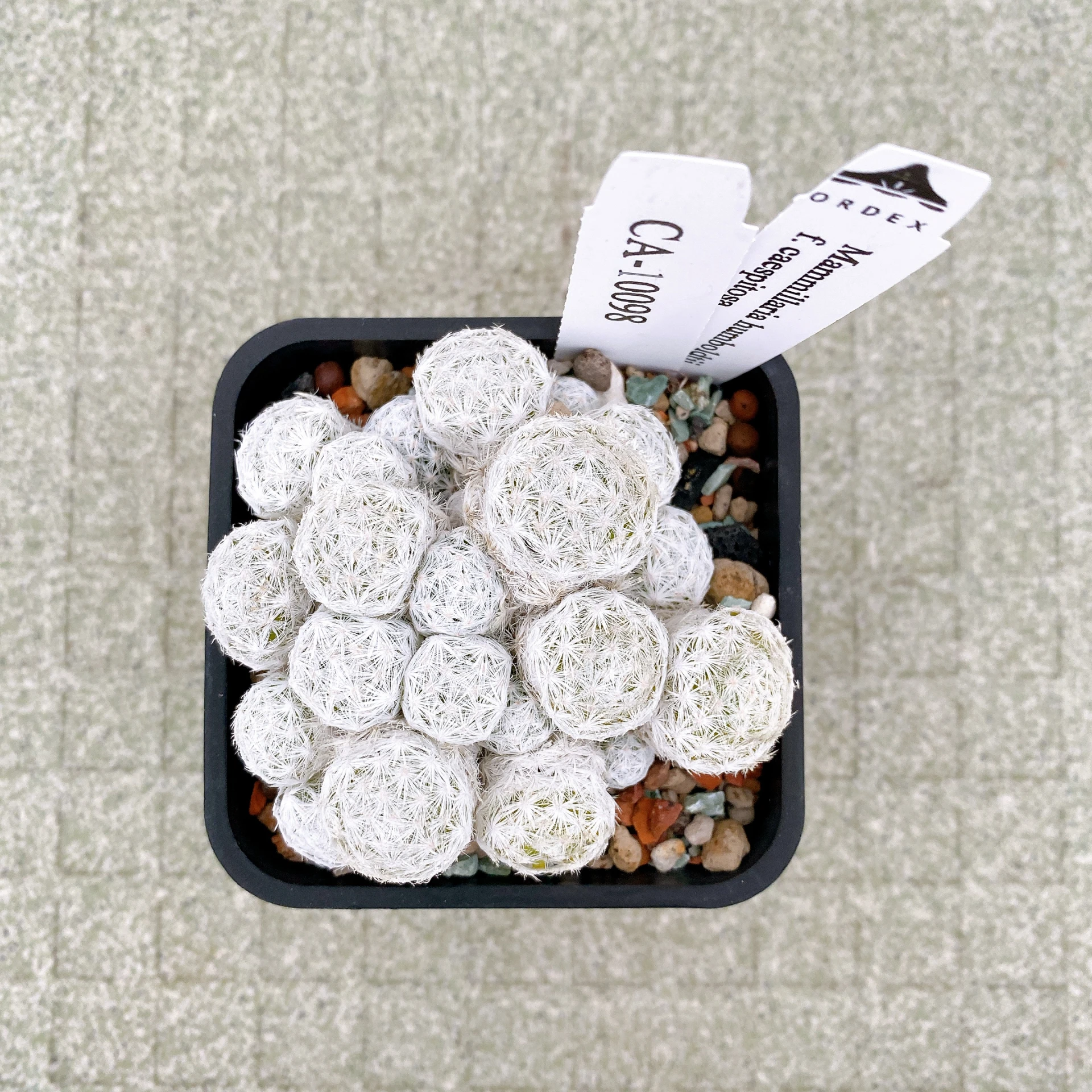 姬春星群生 Mammillaria humboldtii f. caespitosa CA-10098