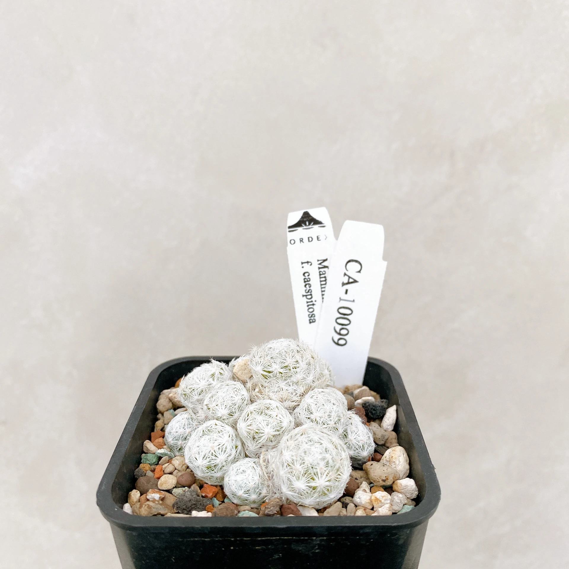 姬春星群生 Mammillaria humboldtii f. caespitosa CA-10099