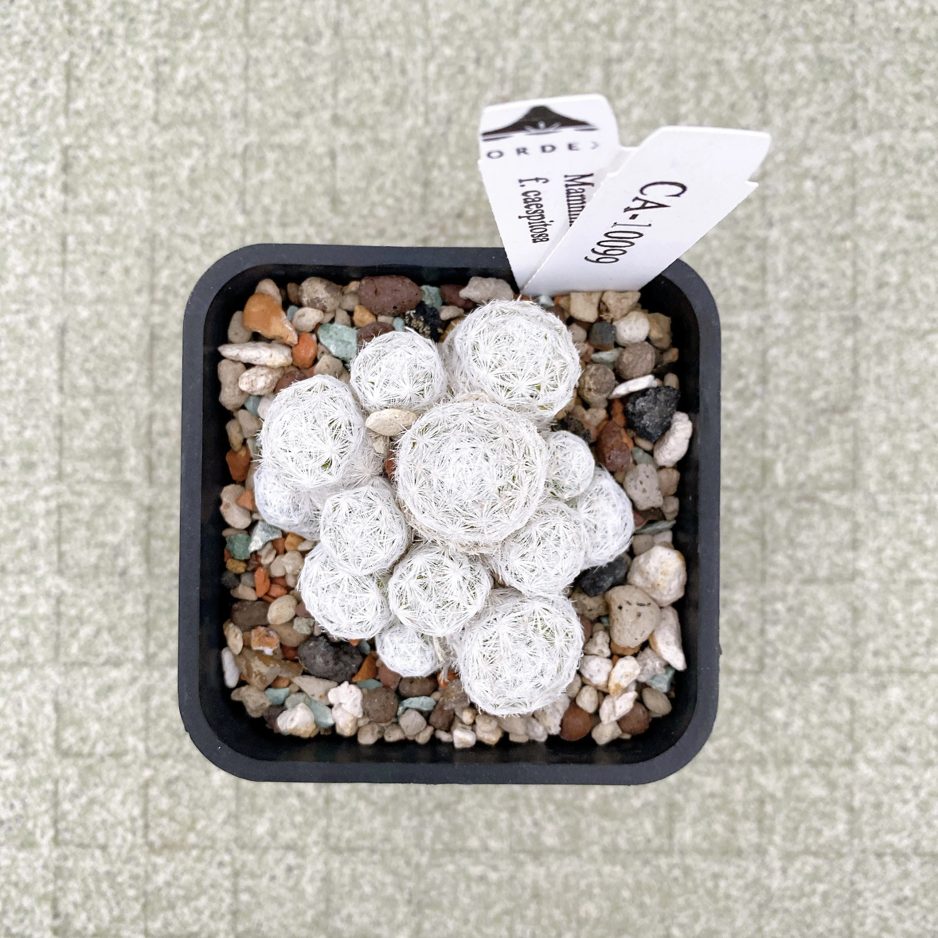 姬春星群生 Mammillaria humboldtii f. caespitosa CA-10099
