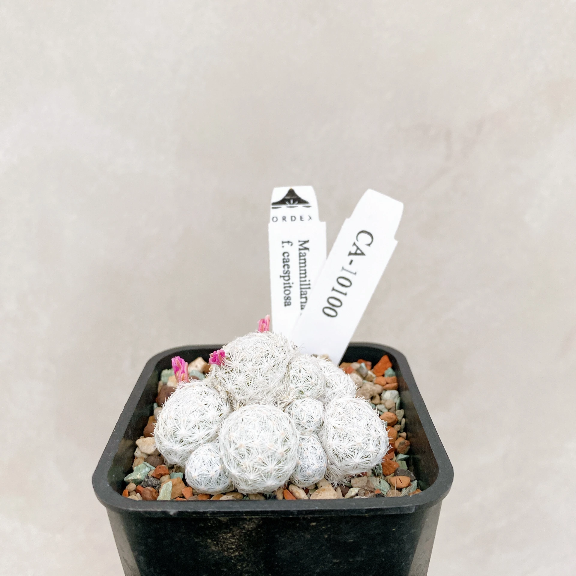 姬春星群生 Mammillaria humboldtii f. caespitosa CA-10100