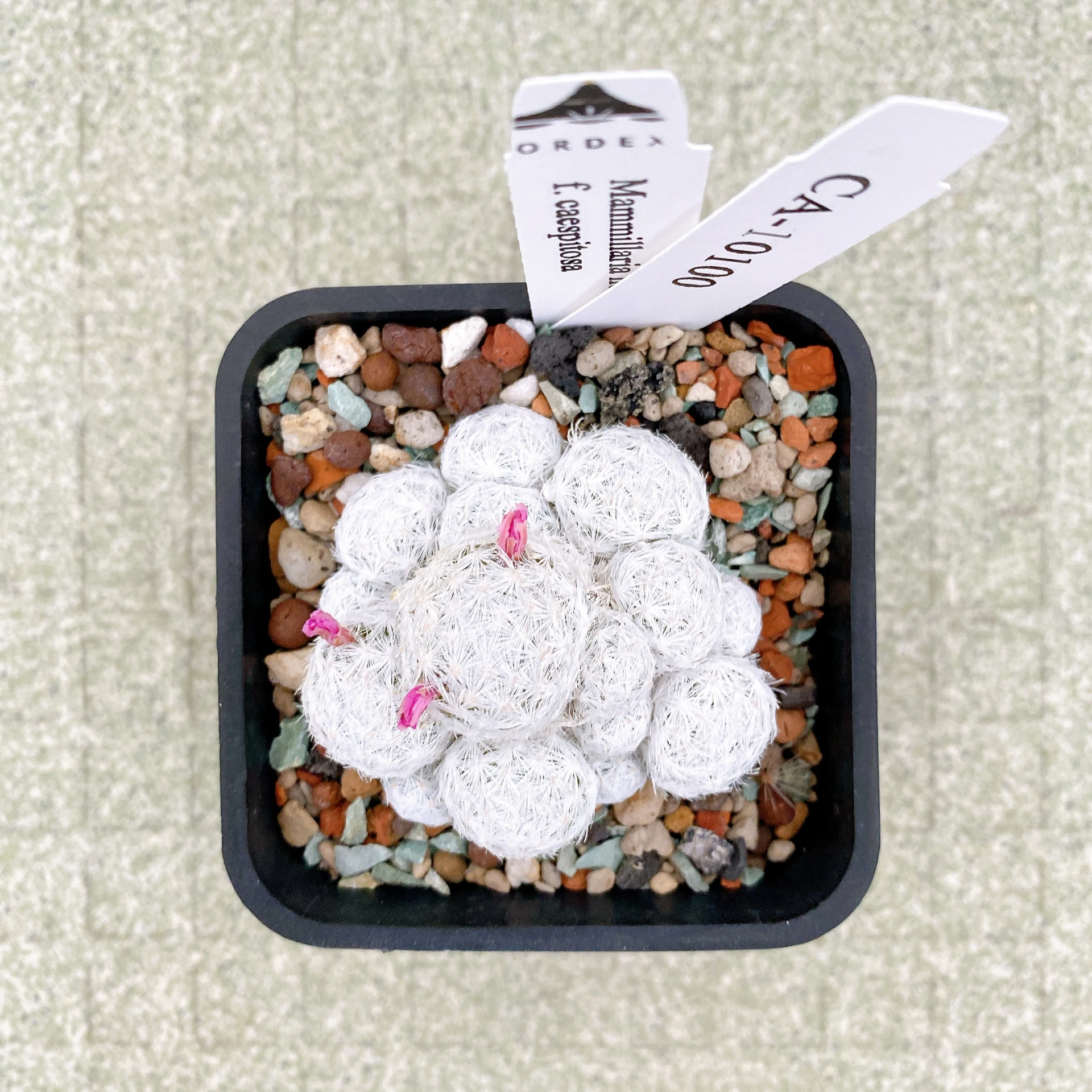 姬春星群生 Mammillaria humboldtii f. caespitosa CA-10100