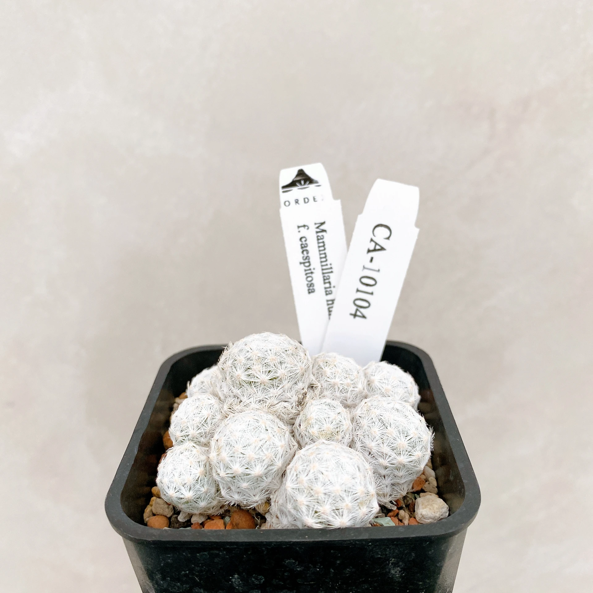 姬春星群生 Mammillaria humboldtii f. caespitosa CA-10104