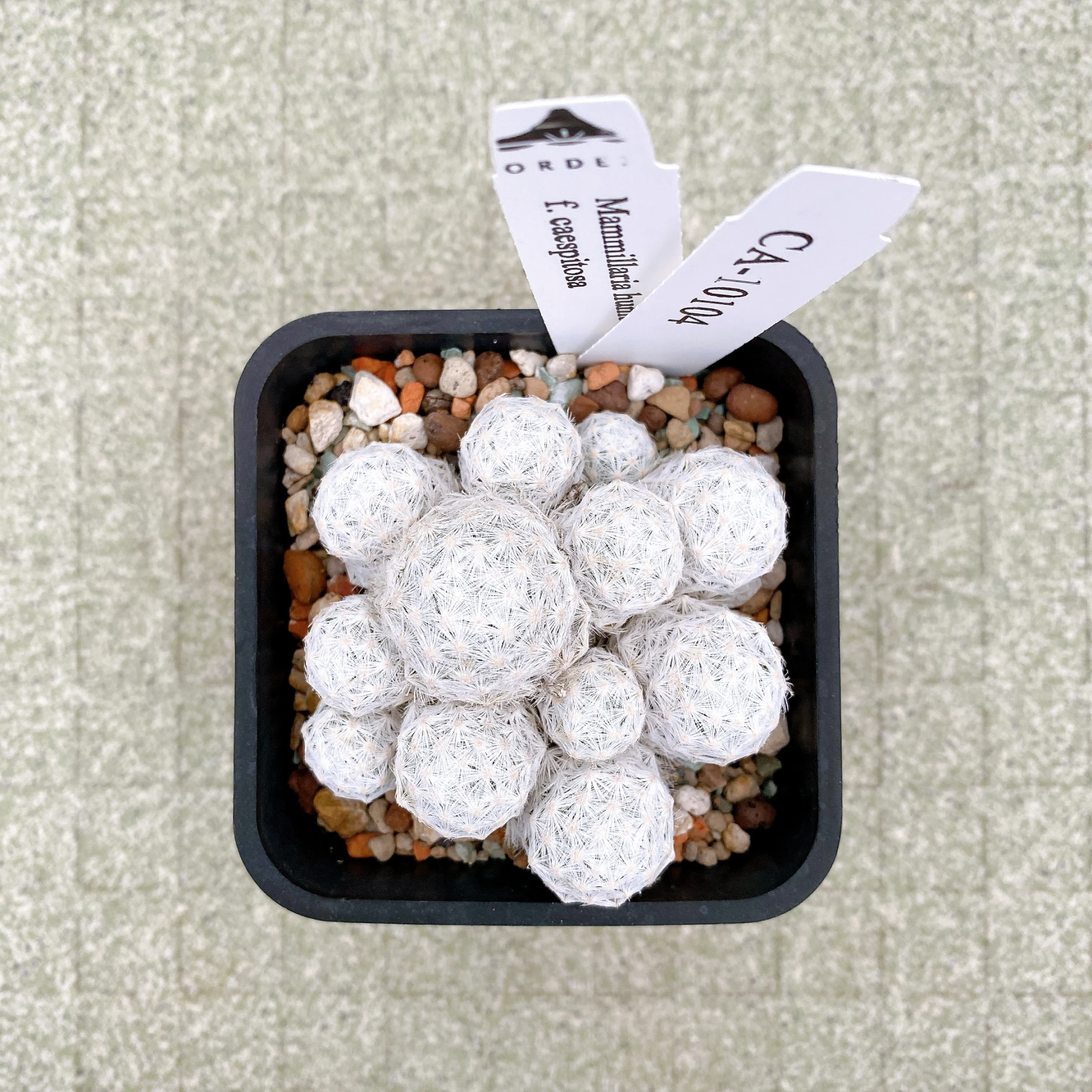 姬春星群生 Mammillaria humboldtii f. caespitosa CA-10104