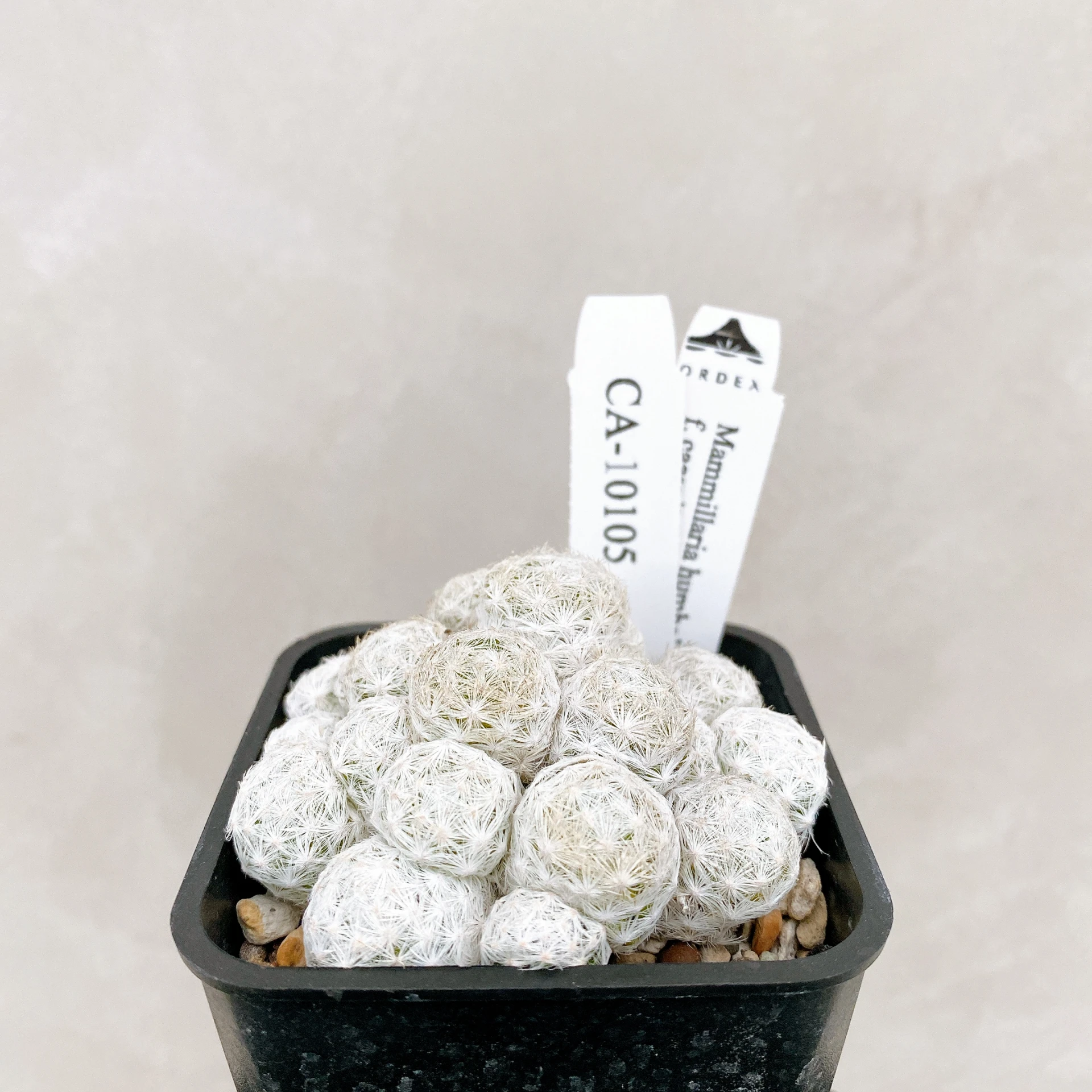 姬春星群生 Mammillaria humboldtii f. caespitosa CA-10105