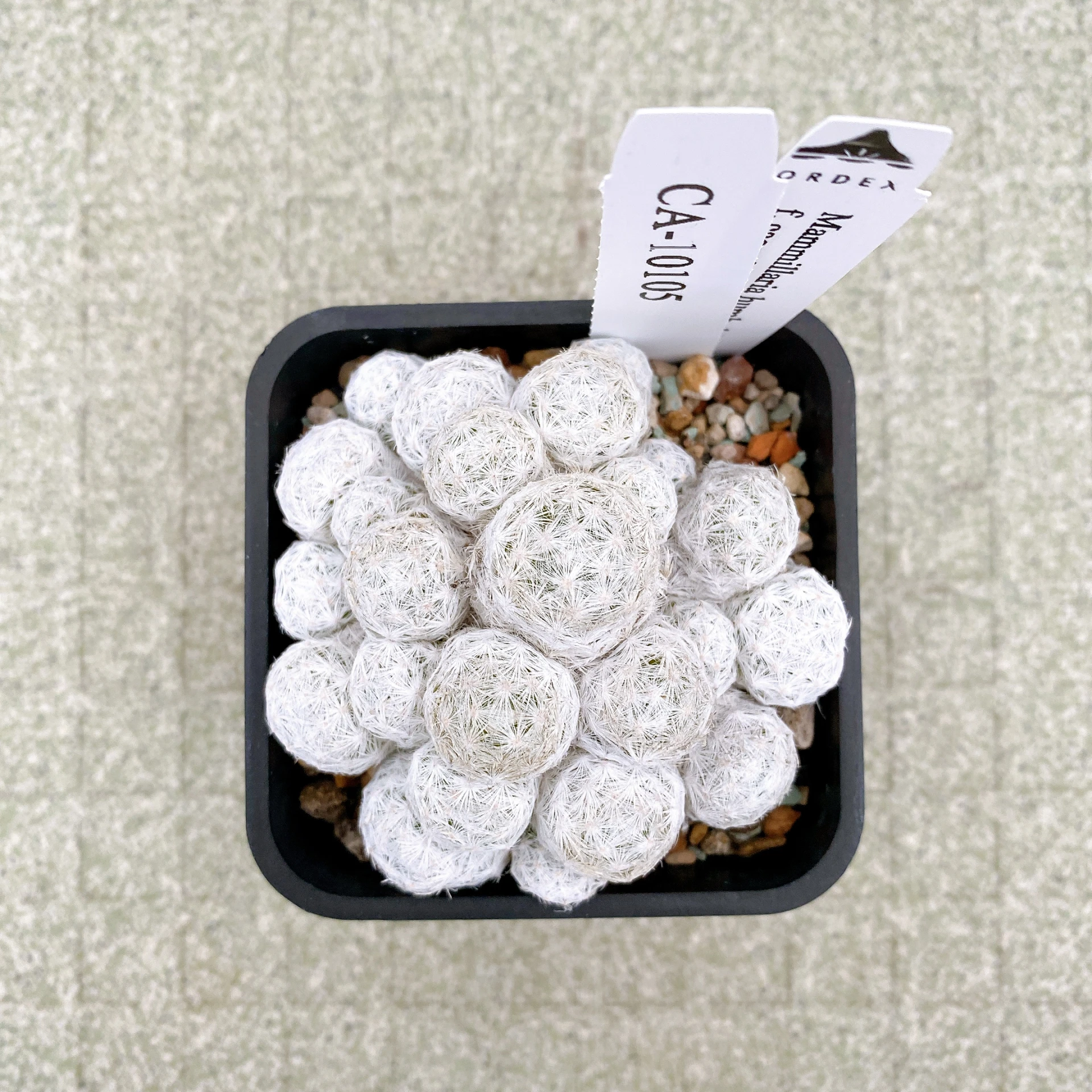 姬春星群生 Mammillaria humboldtii f. caespitosa CA-10105