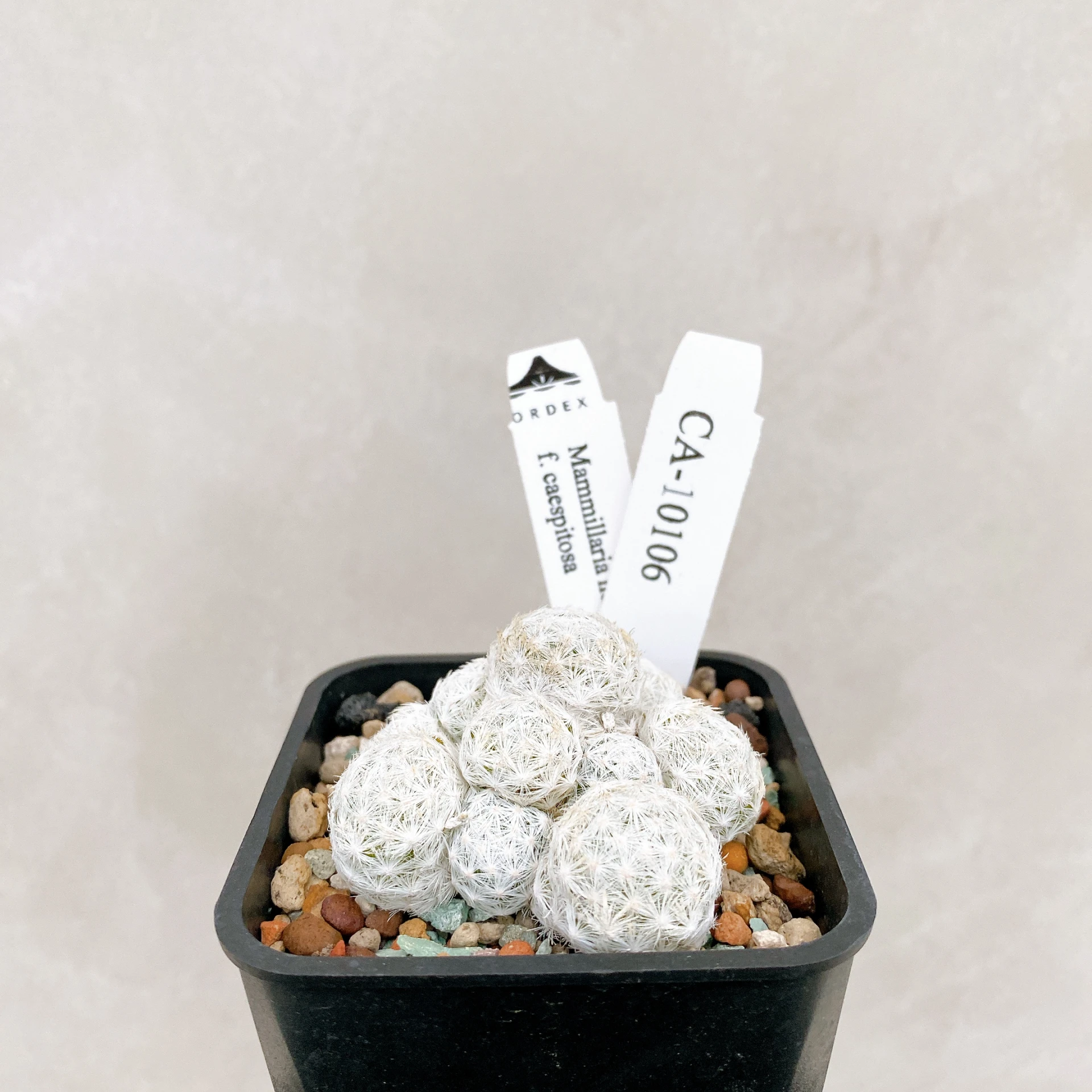 姬春星群生 Mammillaria humboldtii f. caespitosa CA-10106