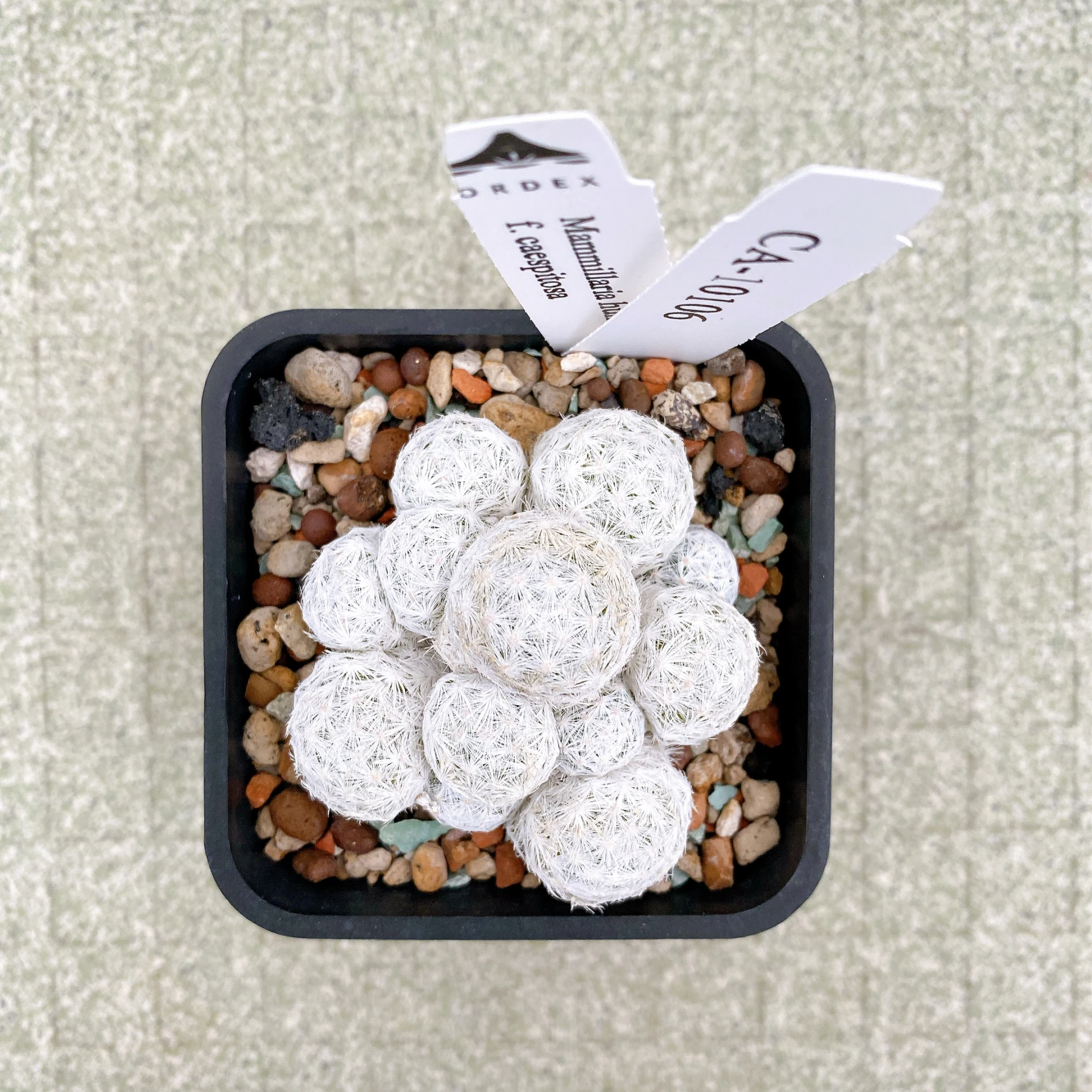 姬春星群生 Mammillaria humboldtii f. caespitosa CA-10106