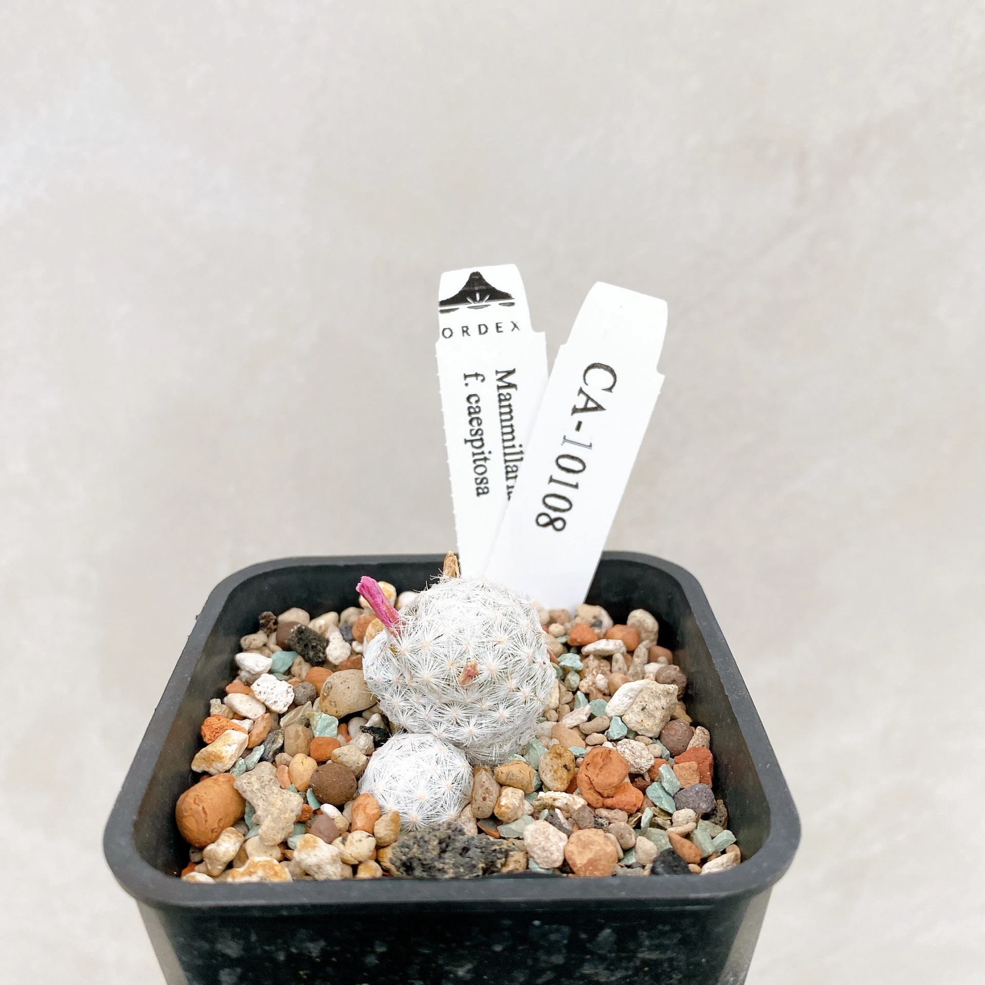姬春星群生 Mammillaria humboldtii f. caespitosa CA-10108
