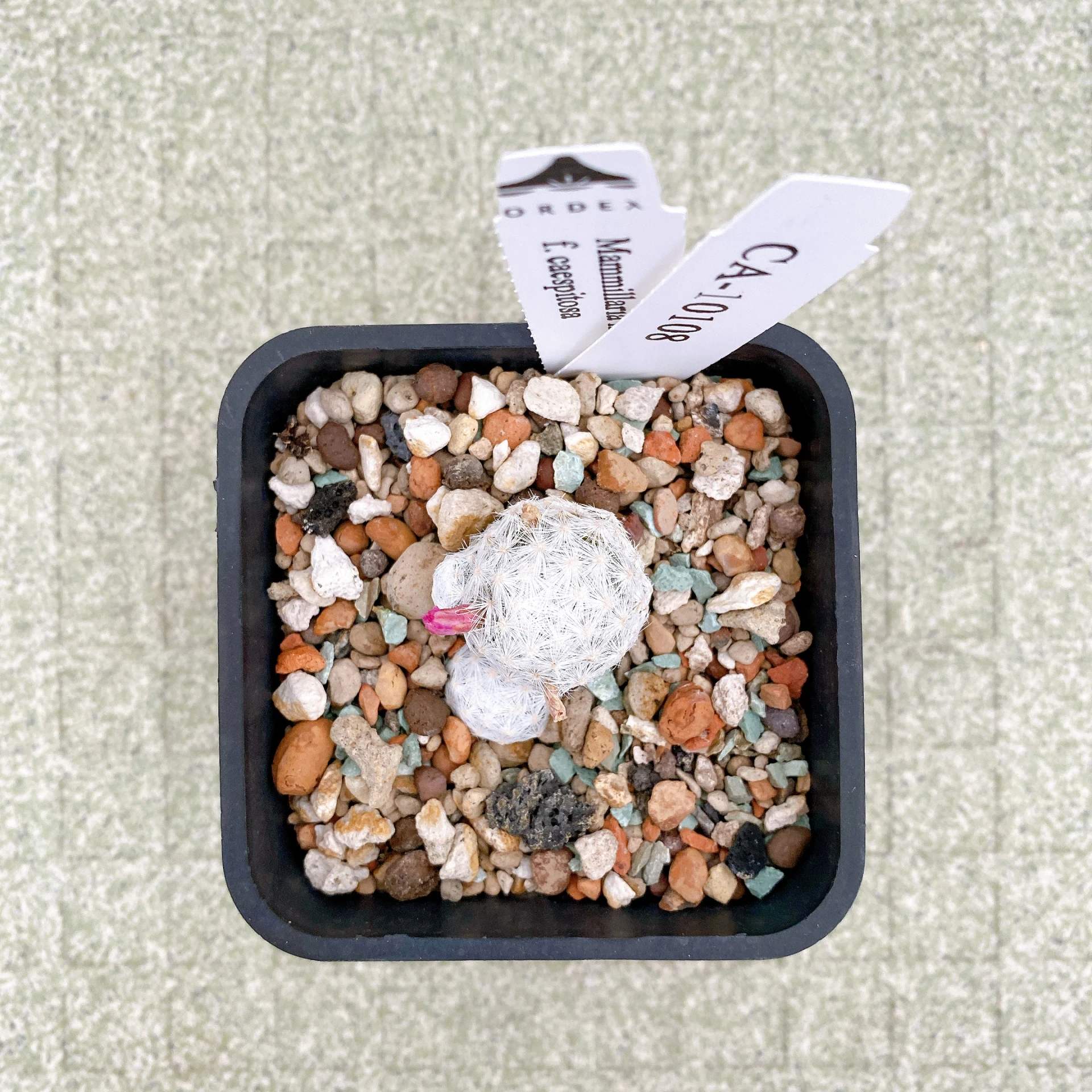 姬春星群生 Mammillaria humboldtii f. caespitosa CA-10108
