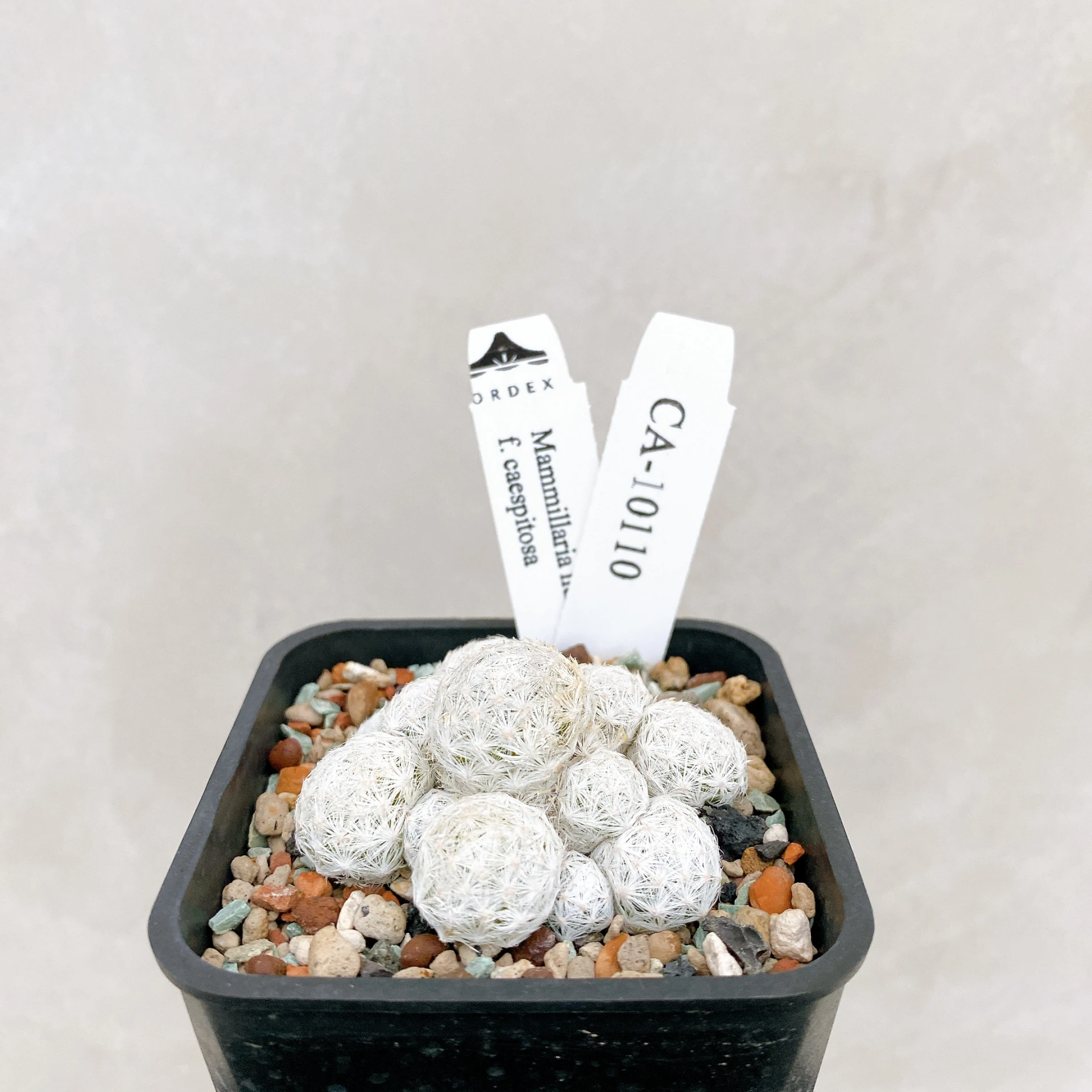 姬春星群生 Mammillaria humboldtii f. caespitosa CA-10110