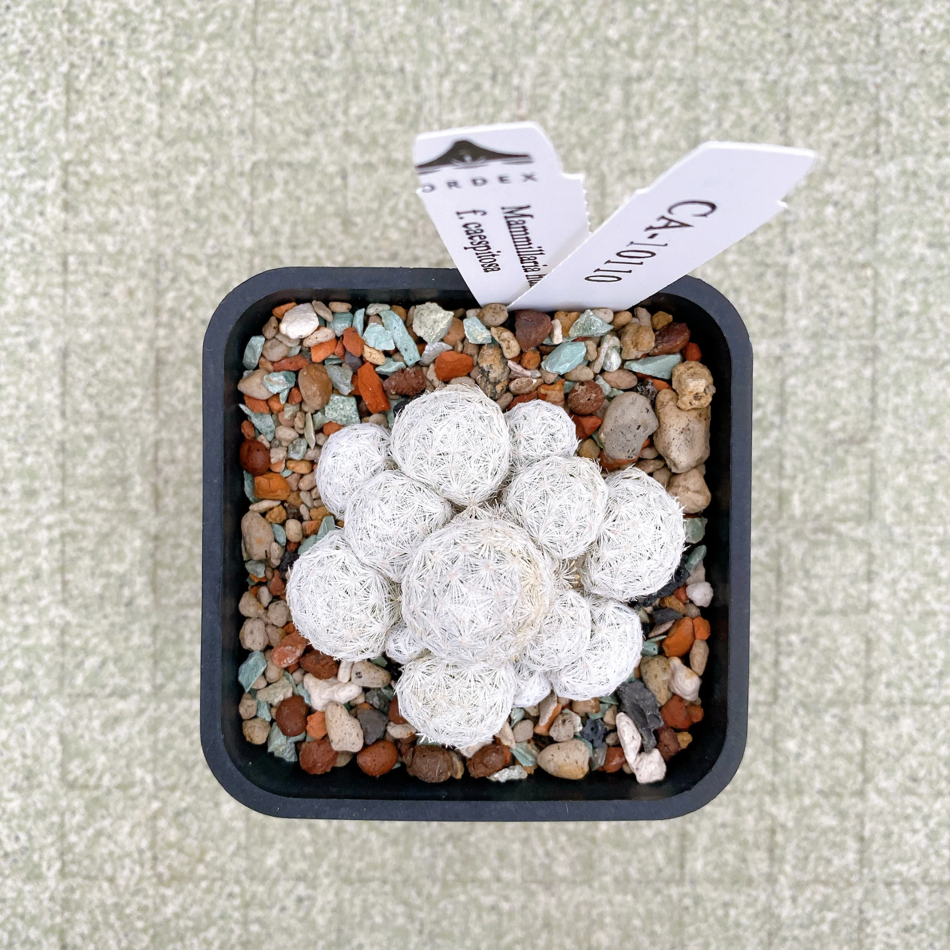 姬春星群生 Mammillaria humboldtii f. caespitosa CA-10110