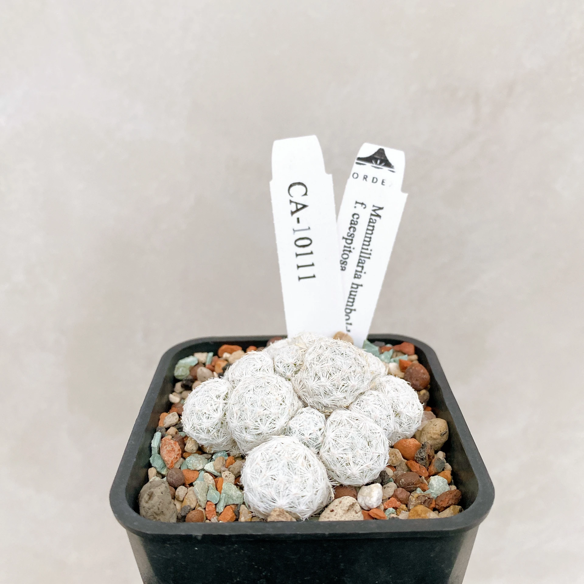 姬春星群生 Mammillaria humboldtii f. caespitosa CA-10111