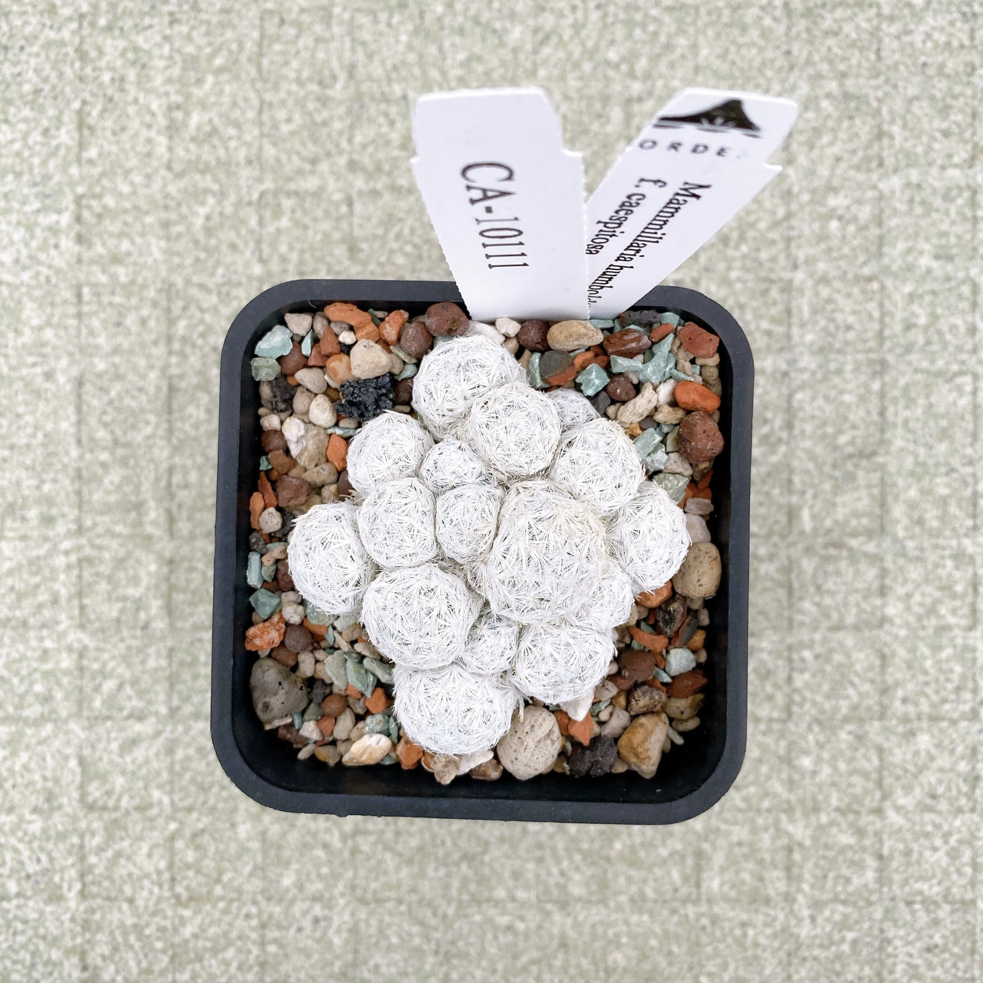 姬春星群生 Mammillaria humboldtii f. caespitosa CA-10111