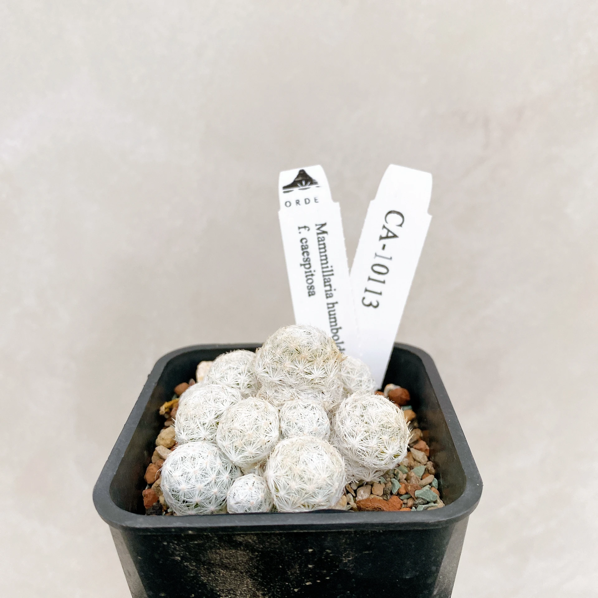 姬春星群生 Mammillaria humboldtii f. caespitosa CA-10113