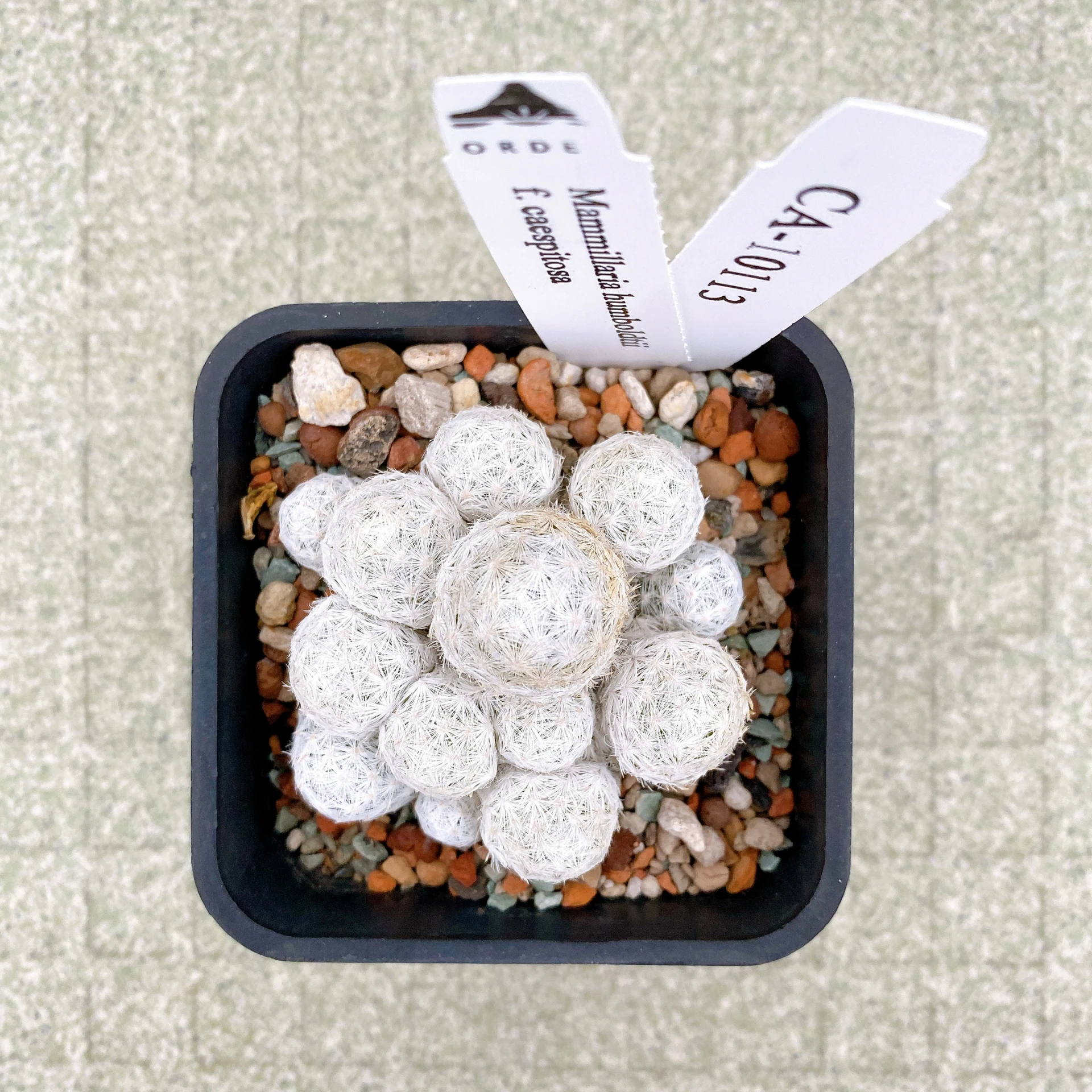 姬春星群生 Mammillaria humboldtii f. caespitosa CA-10113