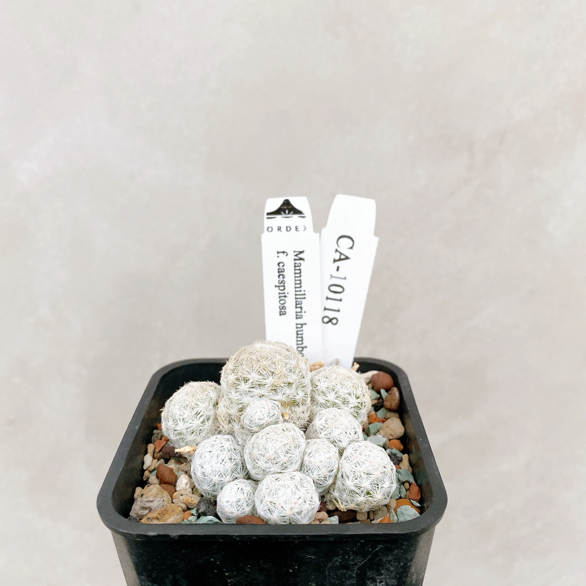 姬春星群生 Mammillaria humboldtii f. caespitosa CA-10118