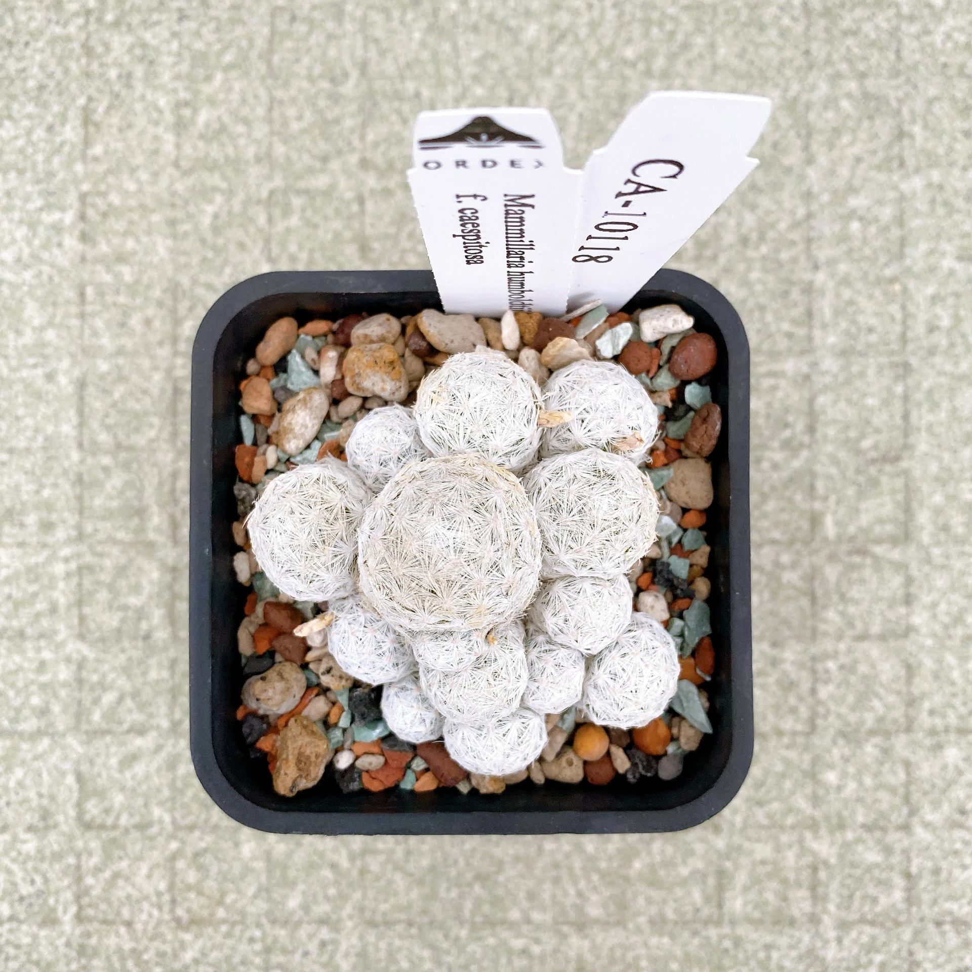 姬春星群生 Mammillaria humboldtii f. caespitosa CA-10118