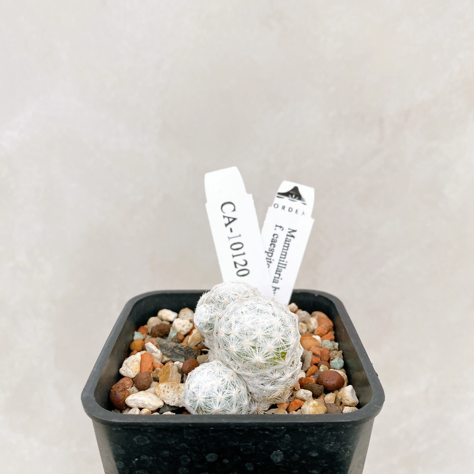 姬春星群生 Mammillaria humboldtii f. caespitosa CA-10120