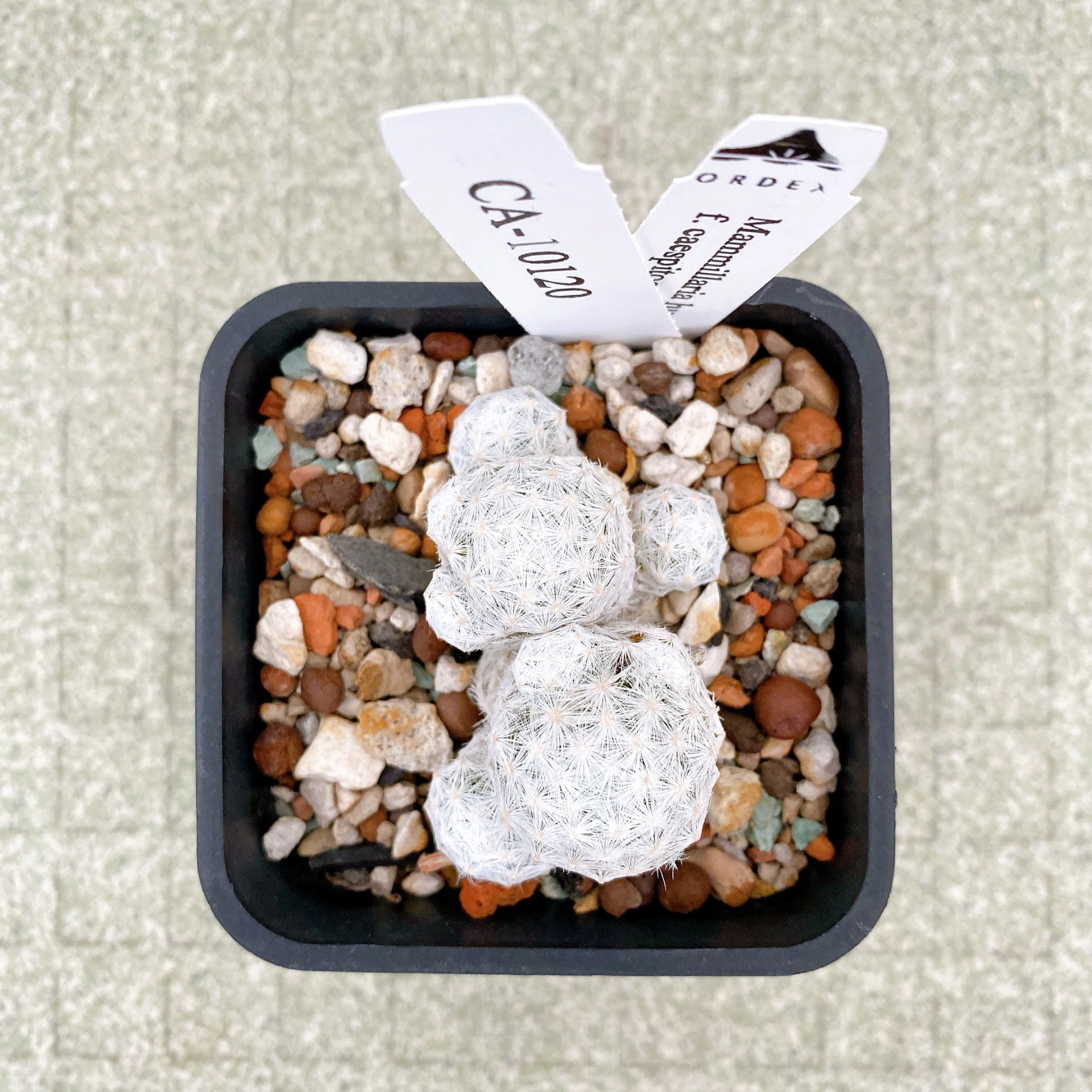 姬春星群生 Mammillaria humboldtii f. caespitosa CA-10120