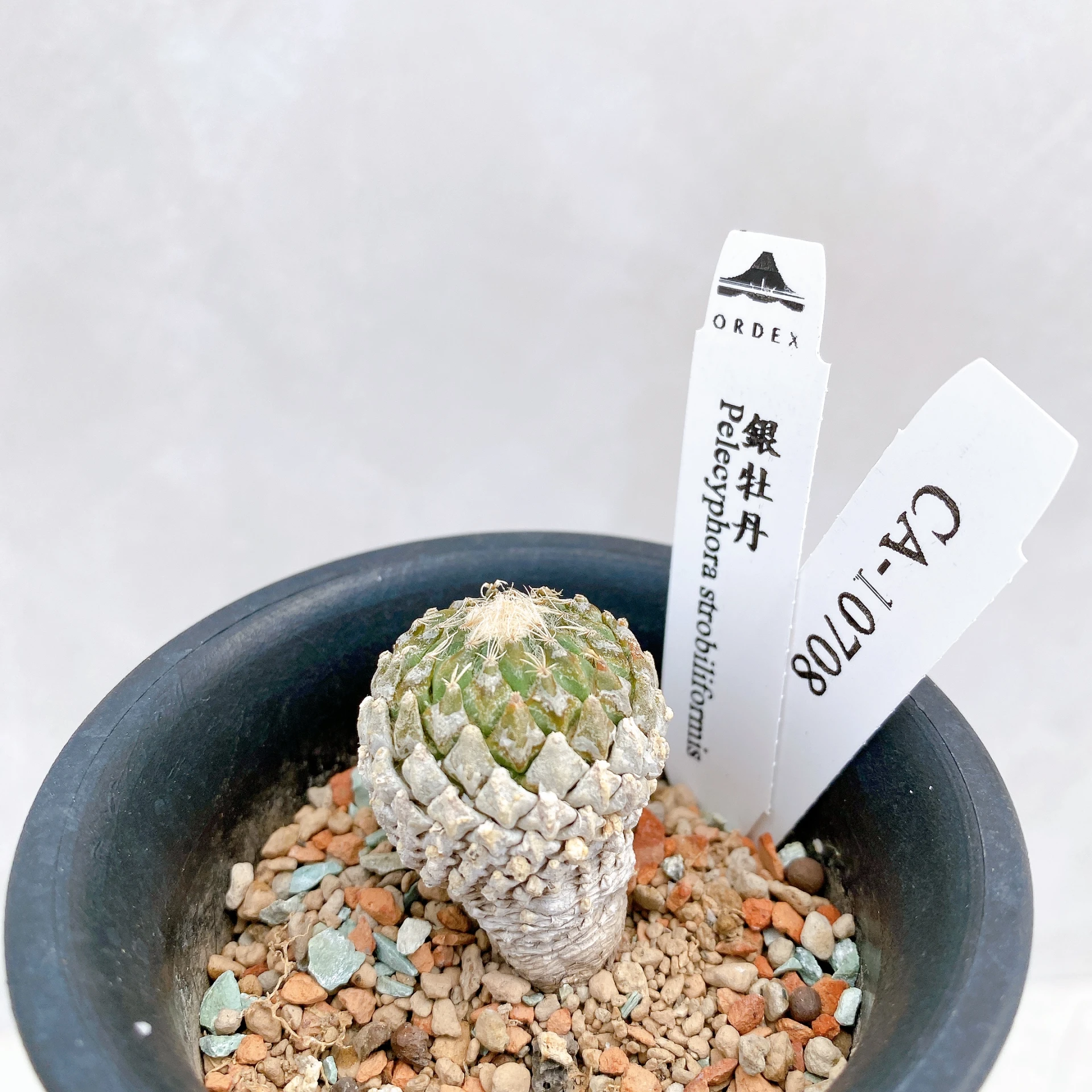 銀牡丹 Pelecyphora strobiliformis CA-10708