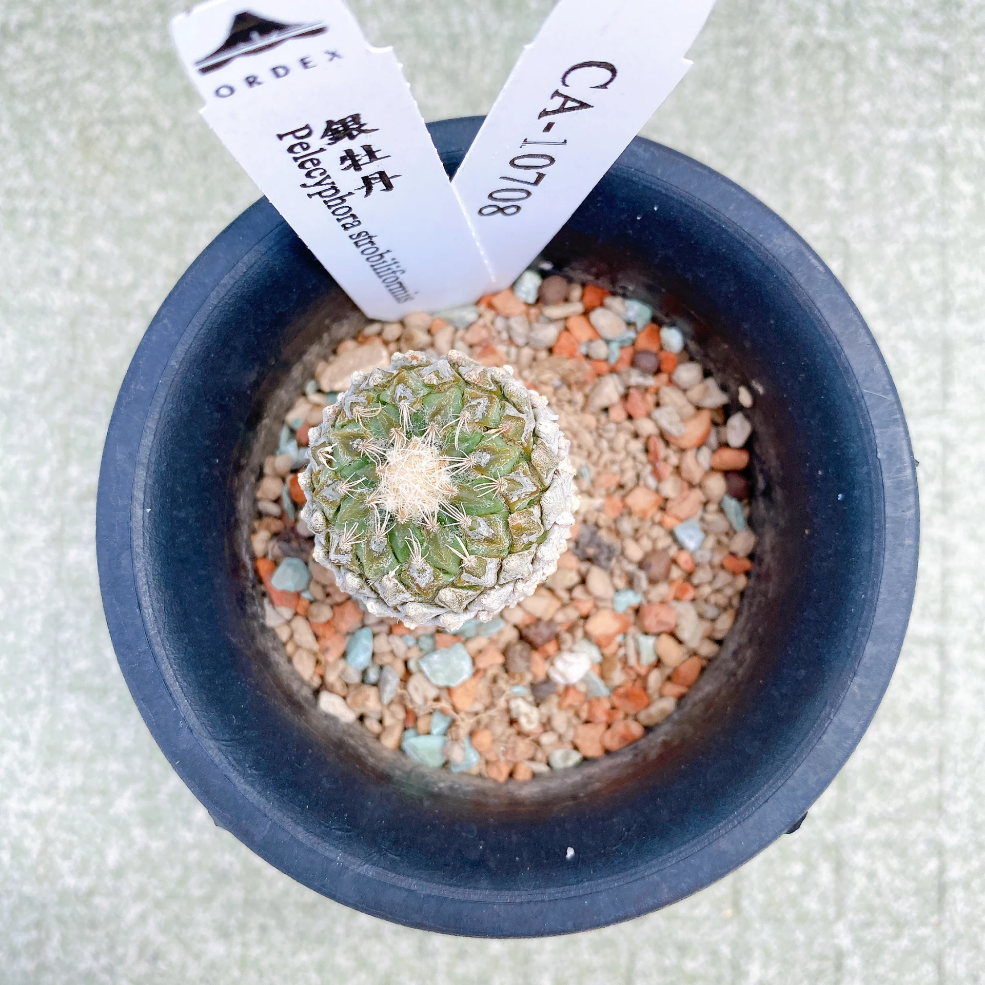 銀牡丹 Pelecyphora strobiliformis CA-10708