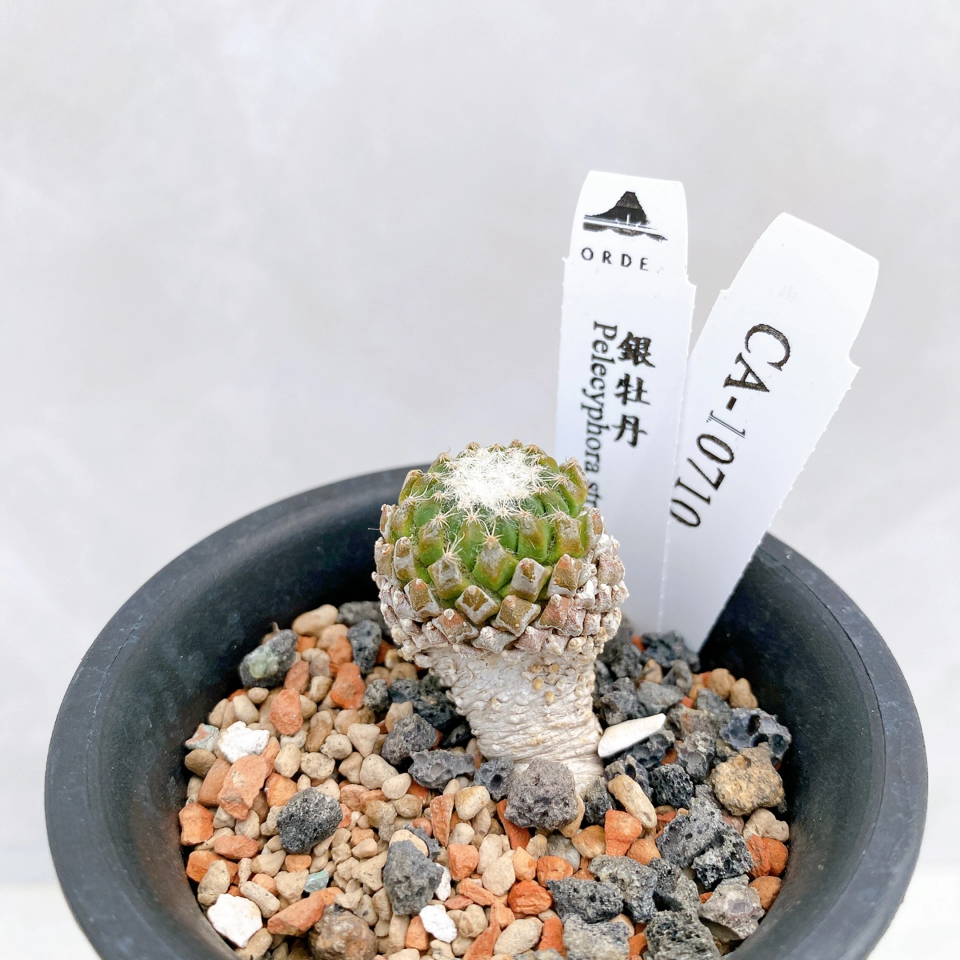 銀牡丹 Pelecyphora strobiliformis CA-10710